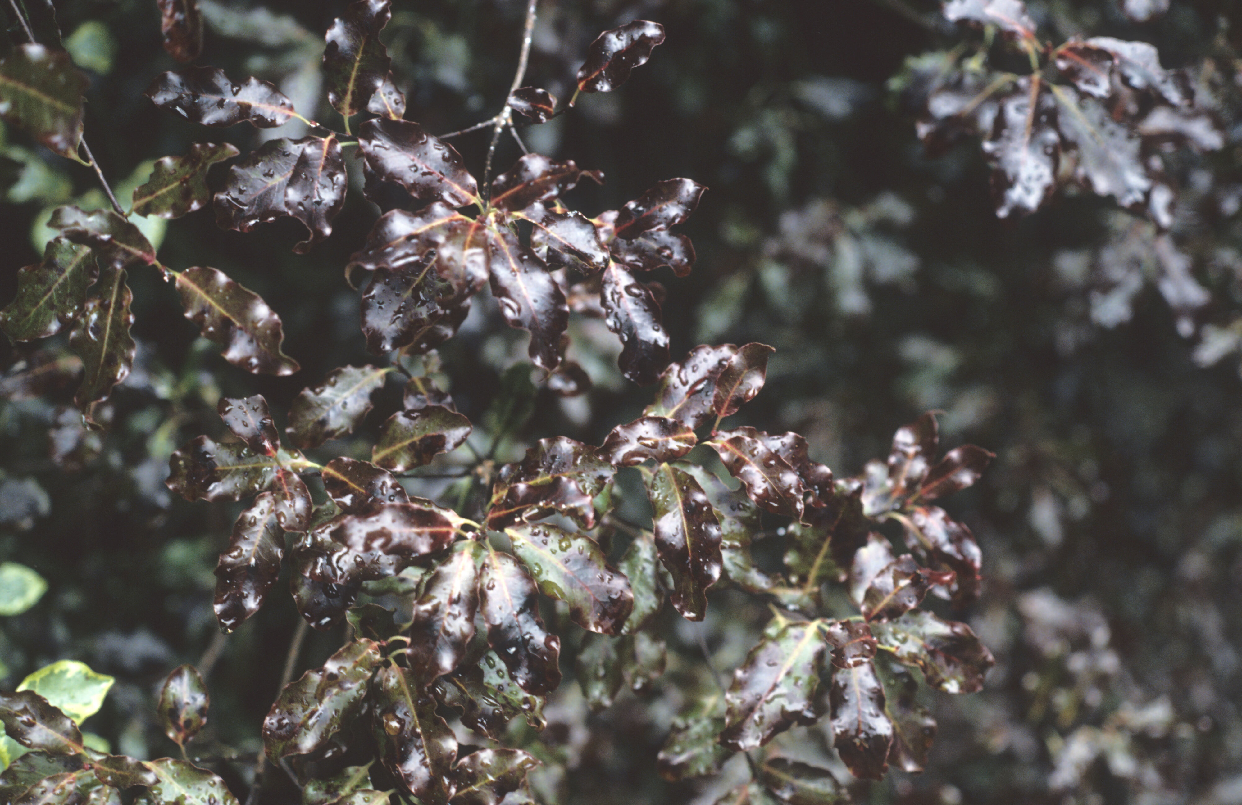 Pittosporum tenuifolium Purpureum