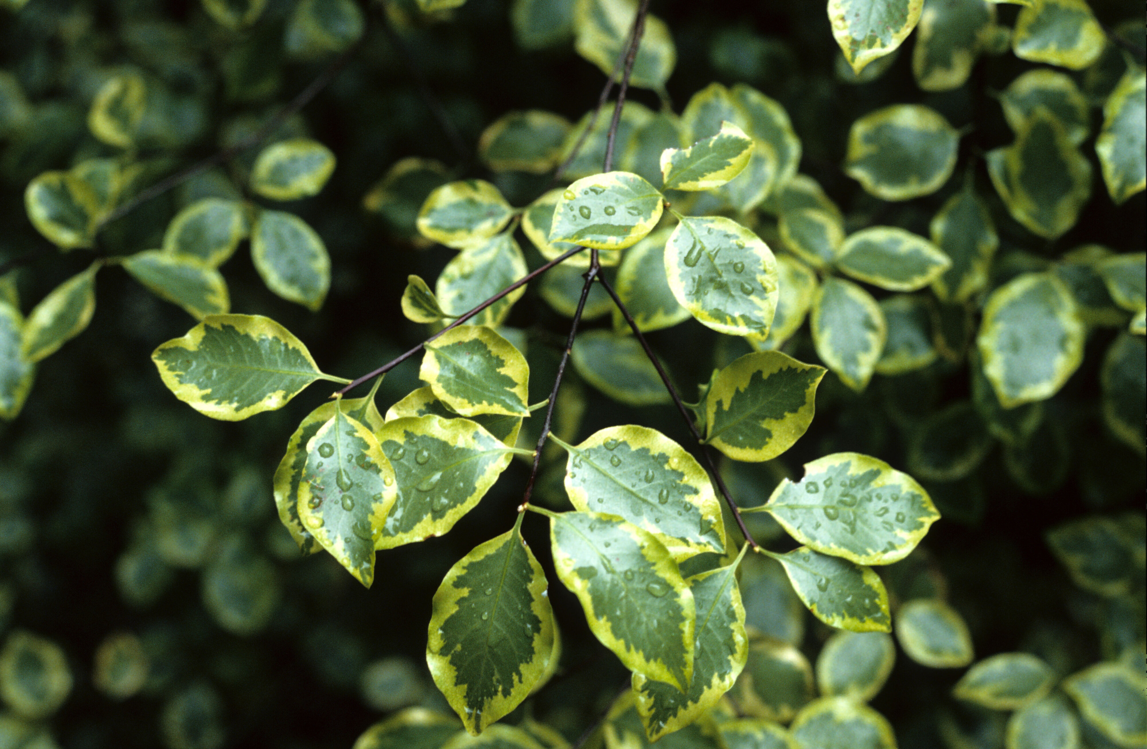 Pittosporum tenuifolium Rotundifolium