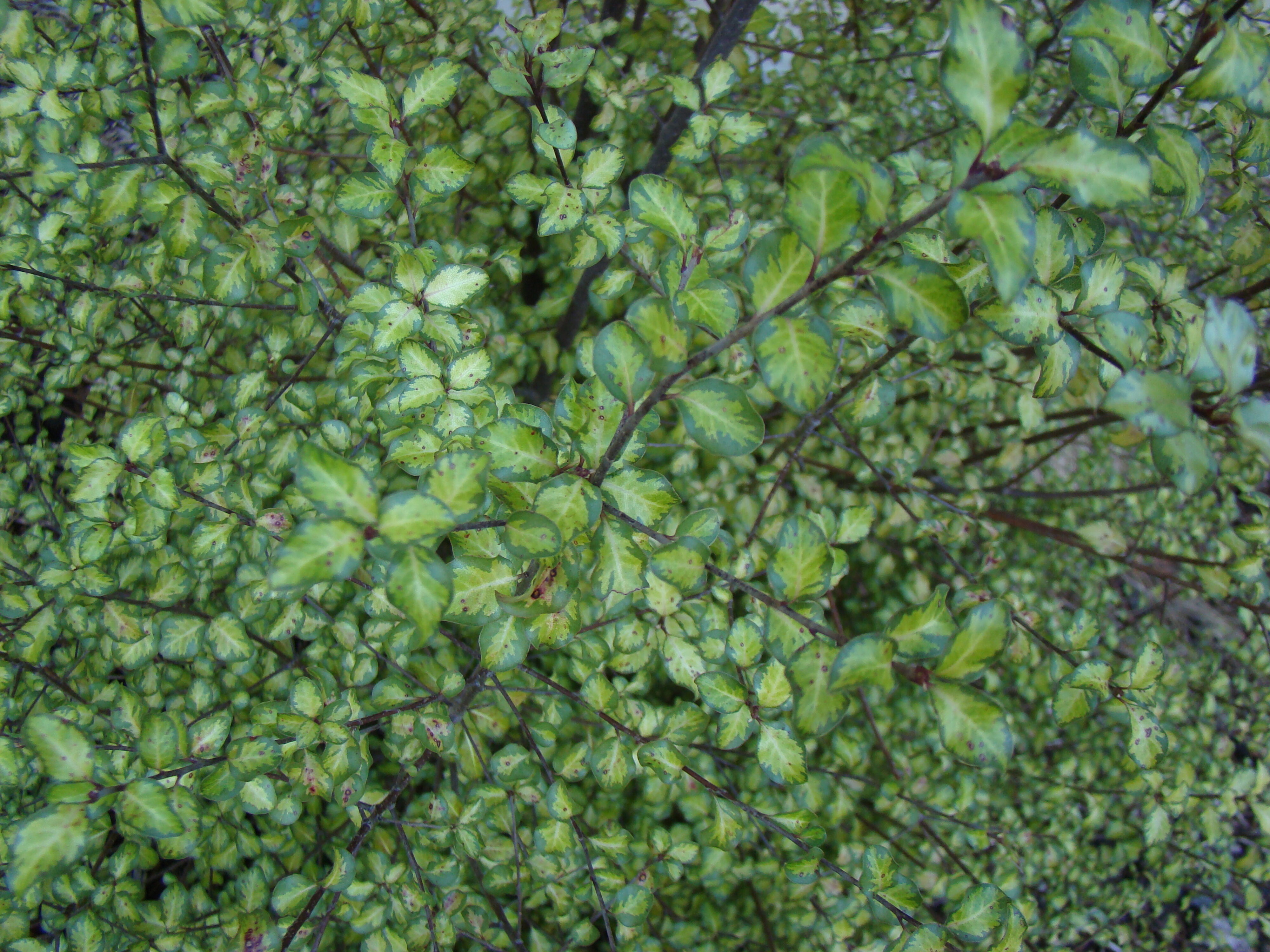 Pittosporum tenuifolium Tandarra Gold
