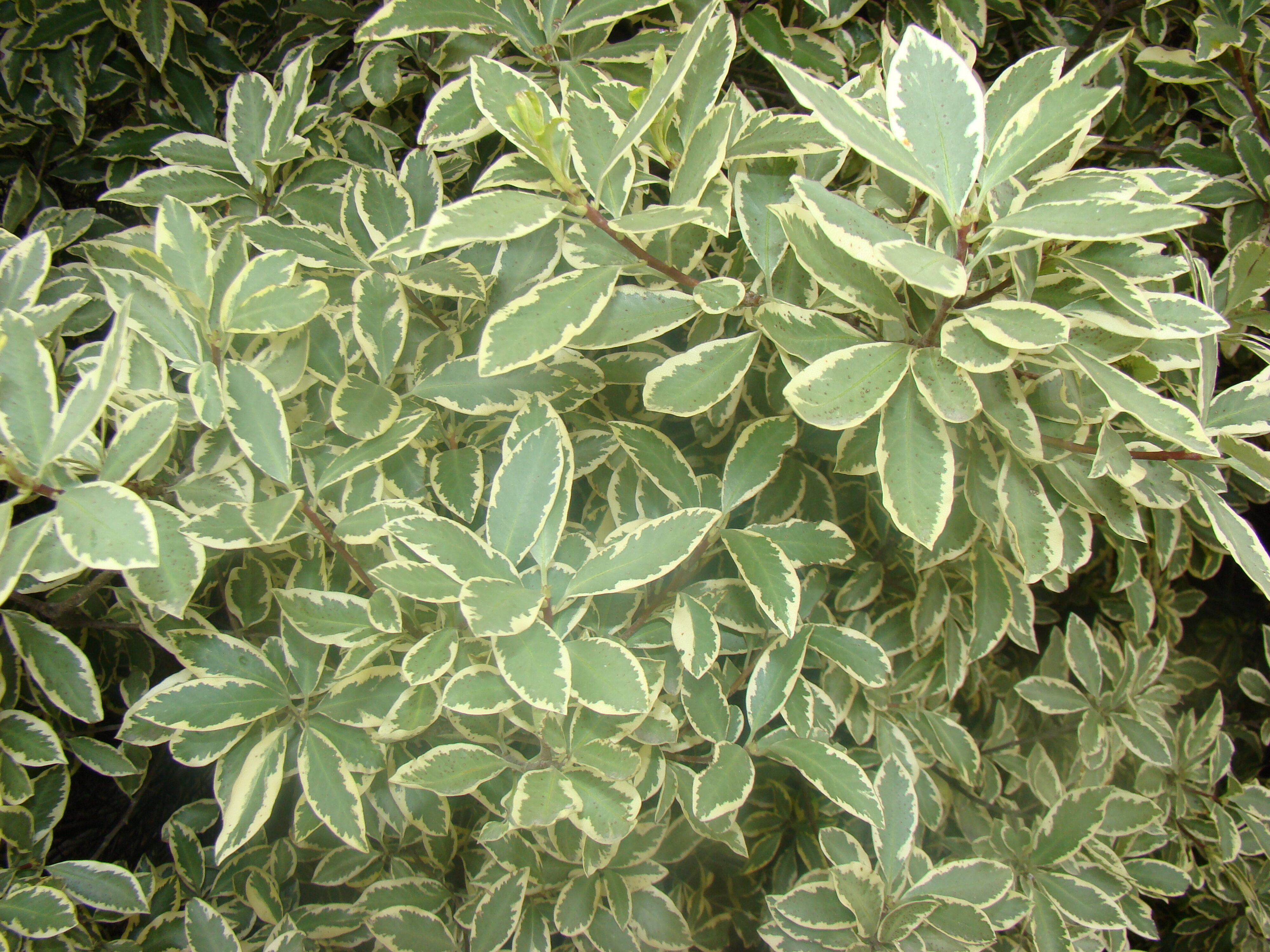 Pittosporum Variegatum 2
