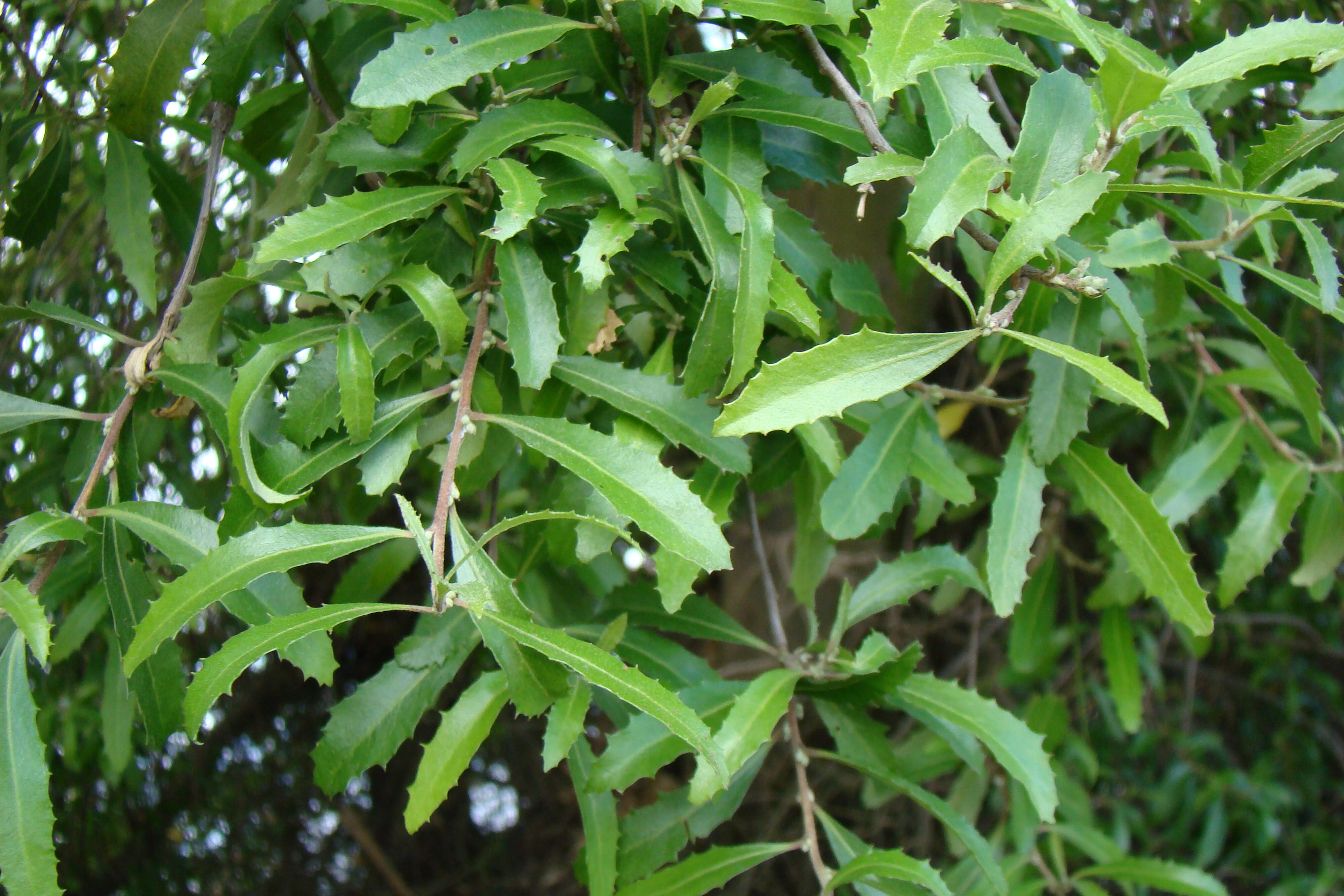 Hoheria angustifolia 1