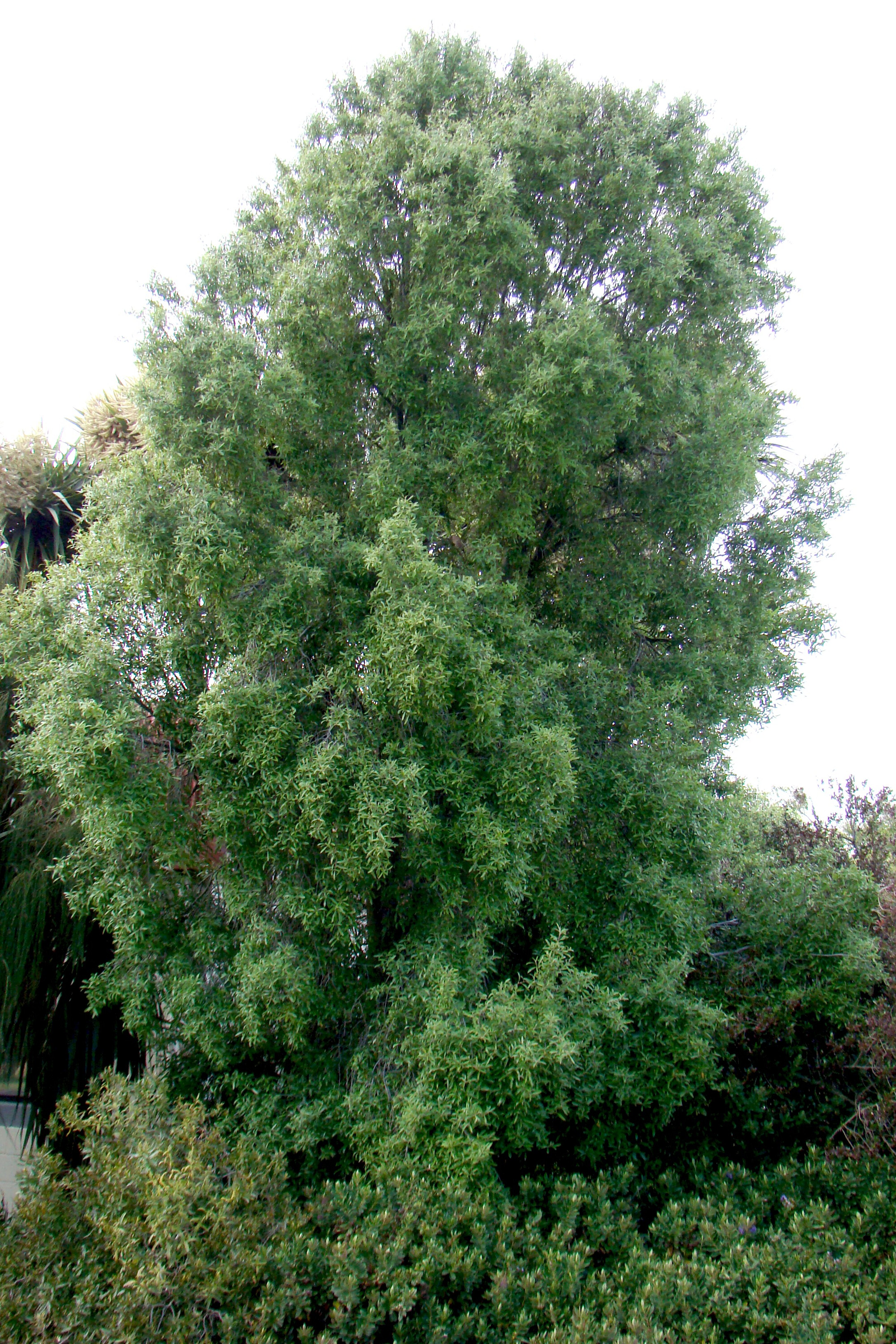 Hoheria angustifolia 2