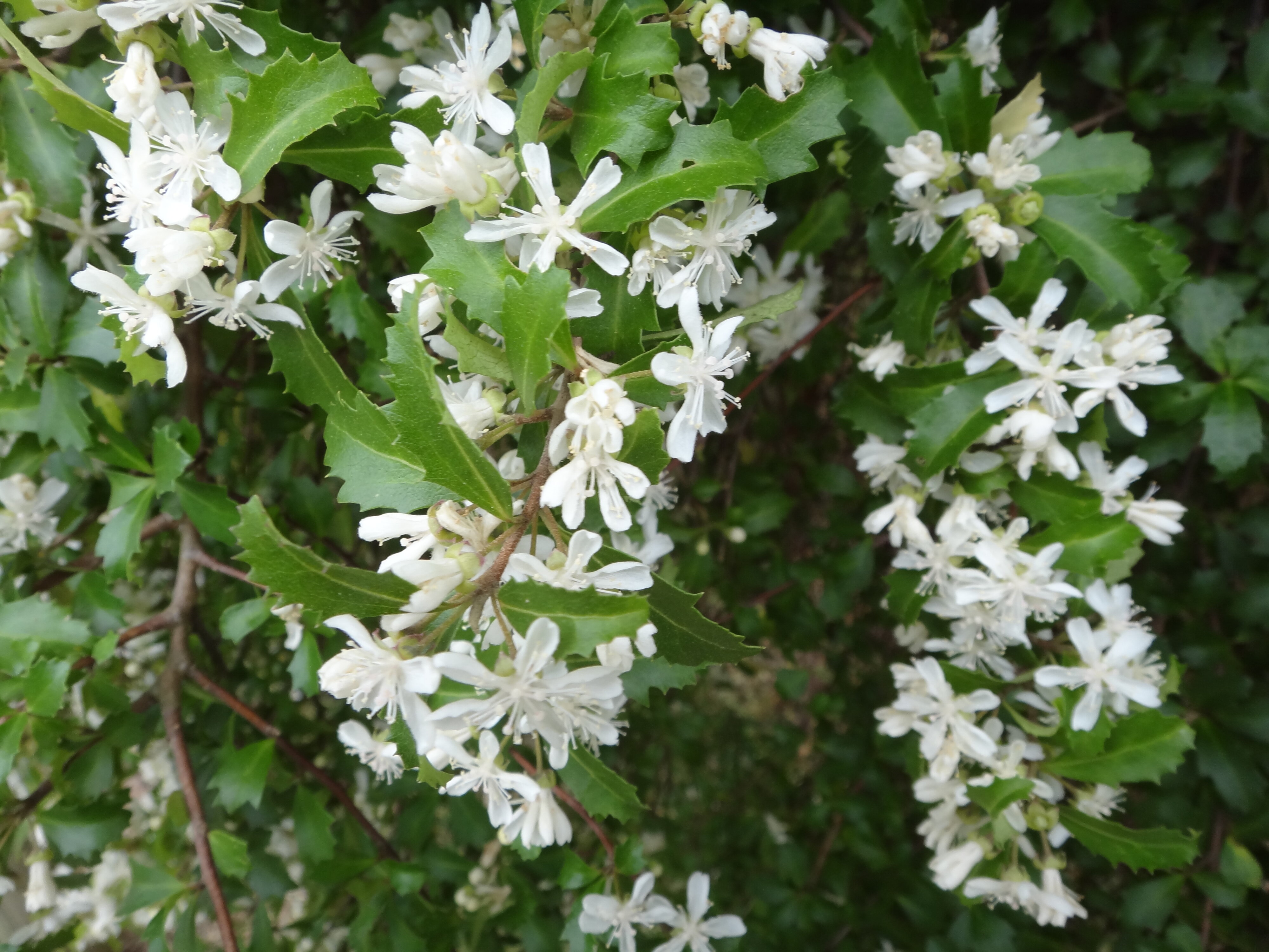 Hoheria angustiifolia 3