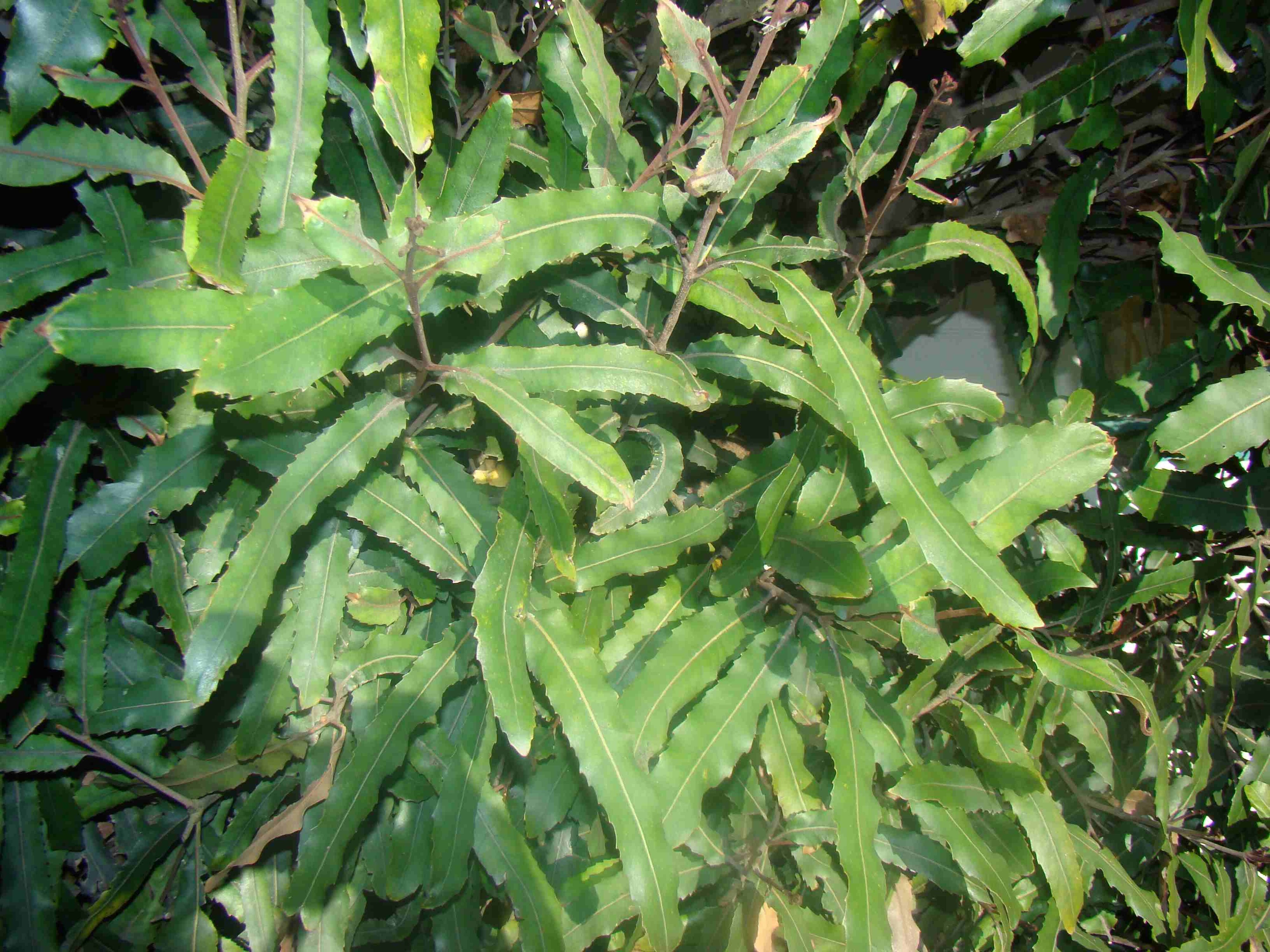 Knightia excelsa 3