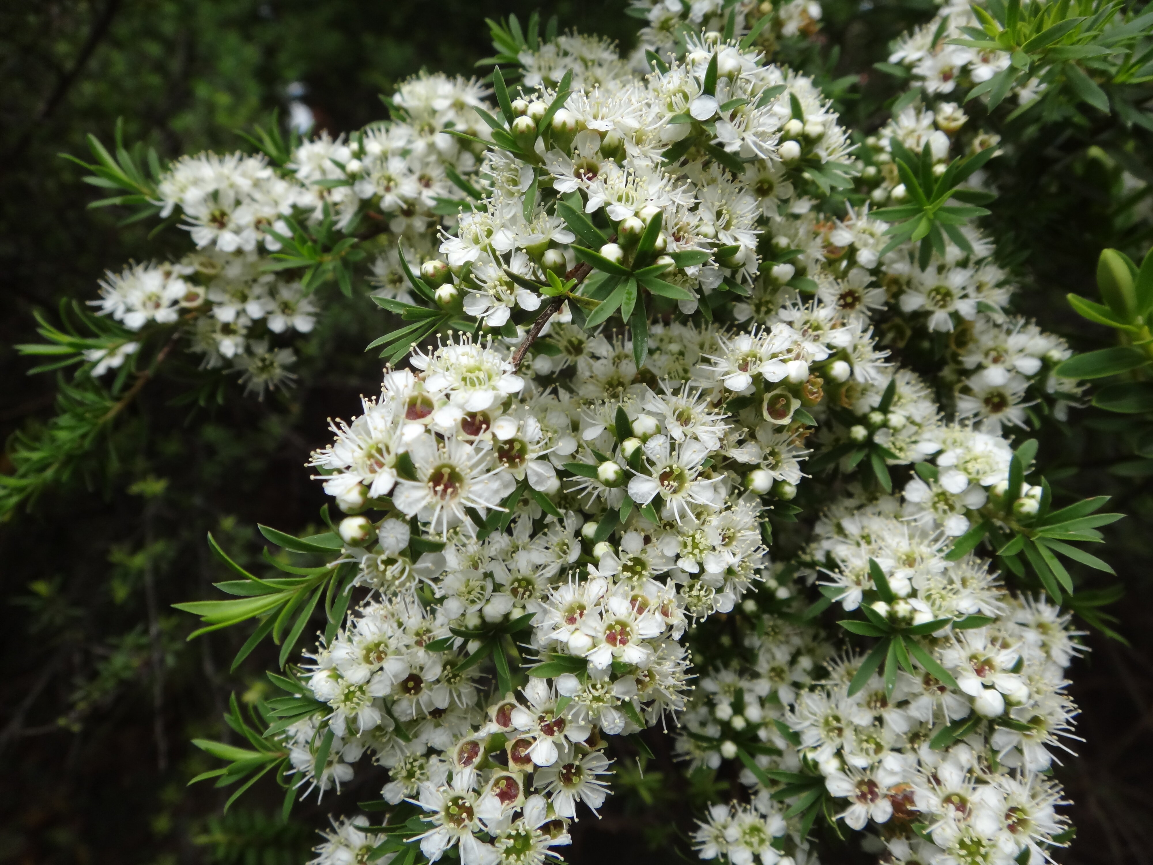 Kunzea ericoides 2