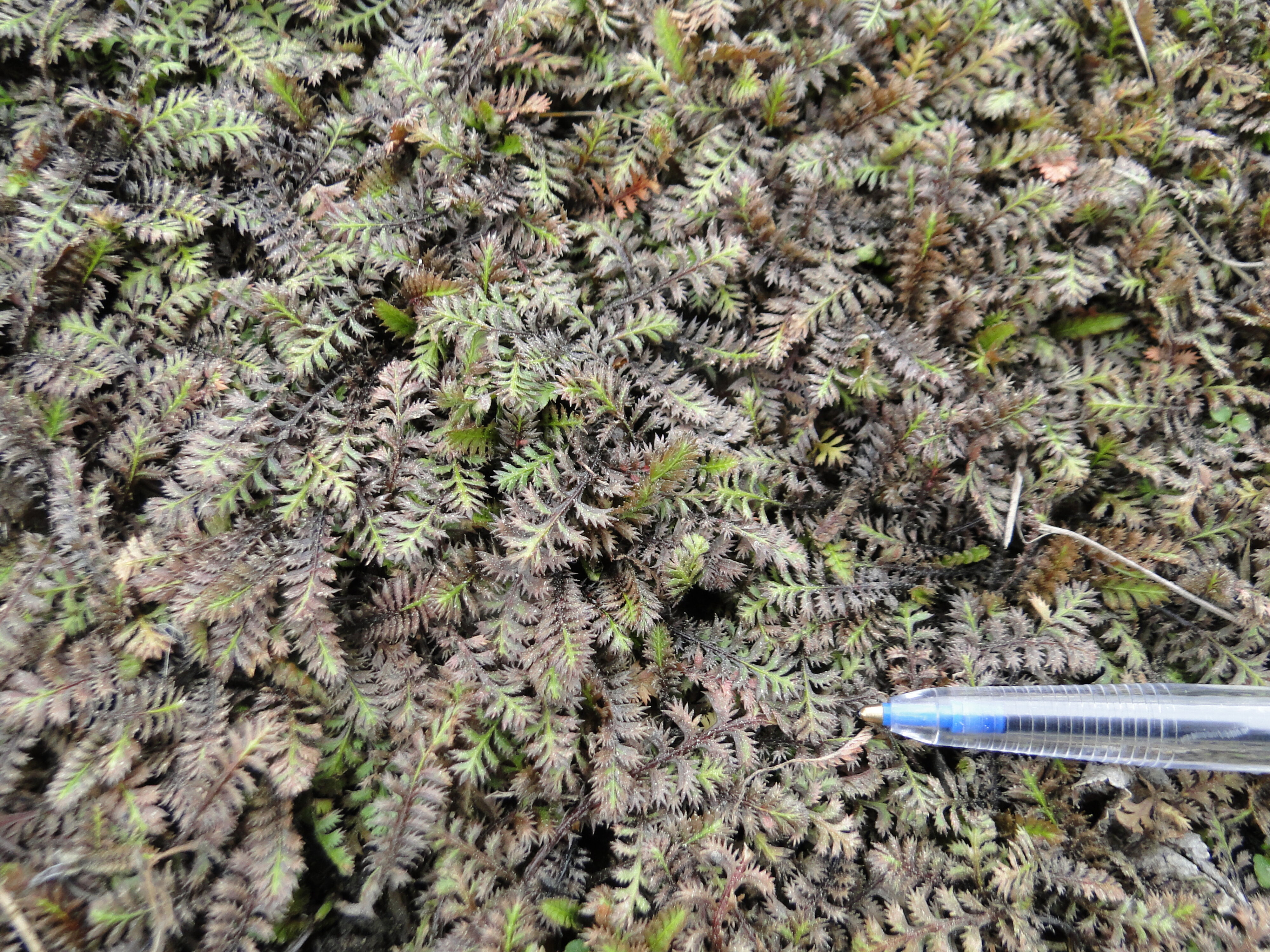 Leptinella Platt's Black 1