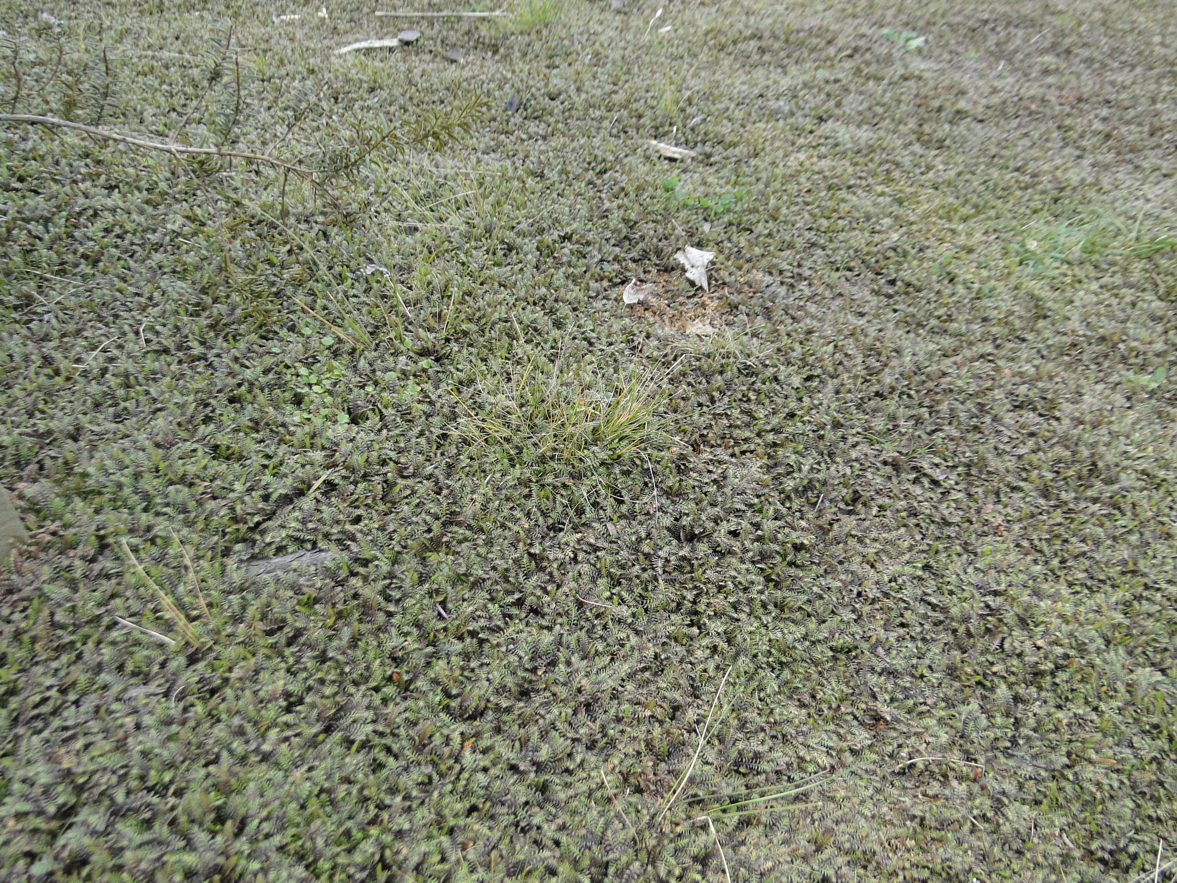 Leptinella Platt's Black 2