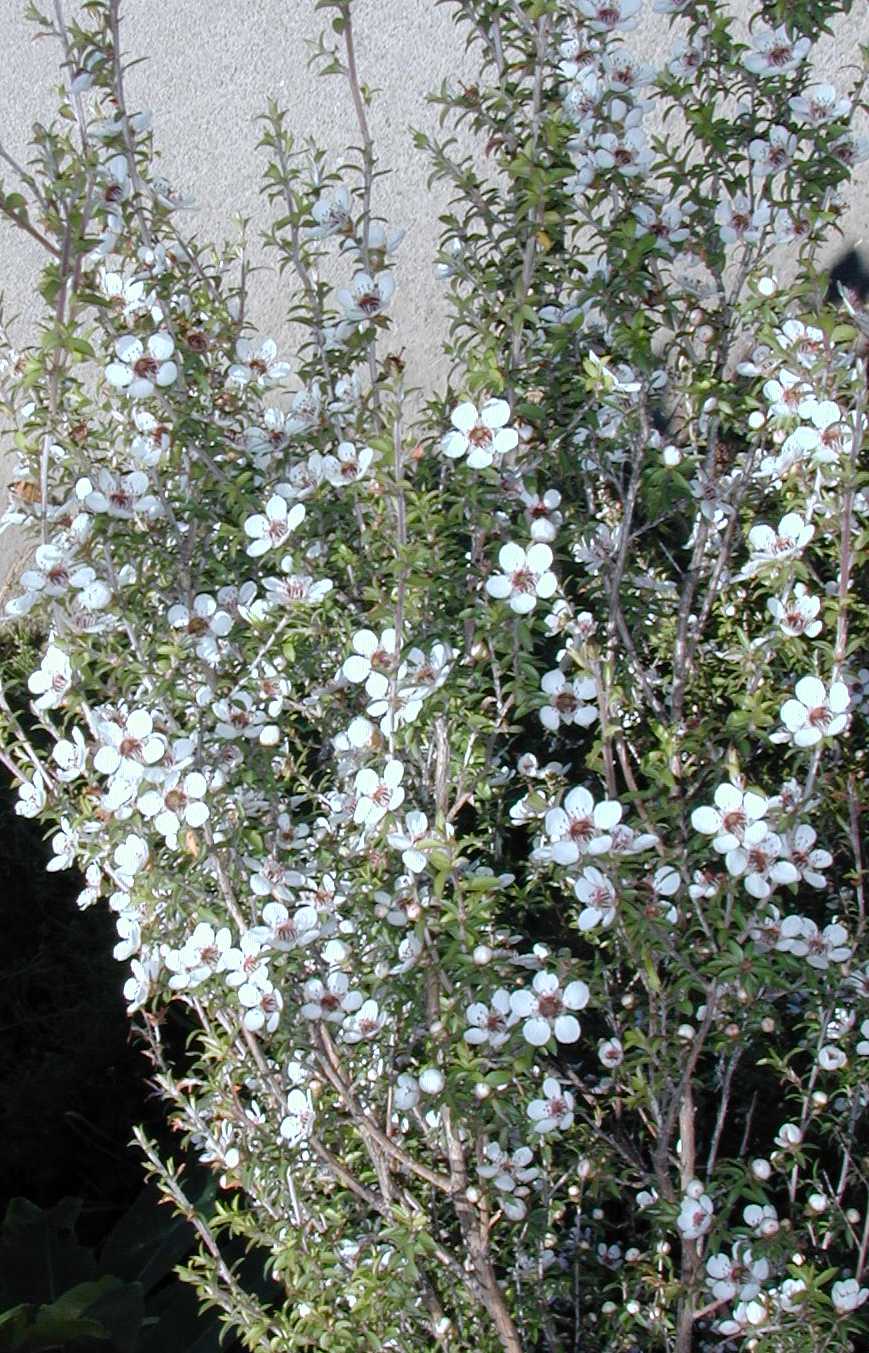 Leptospermum scoparium 1