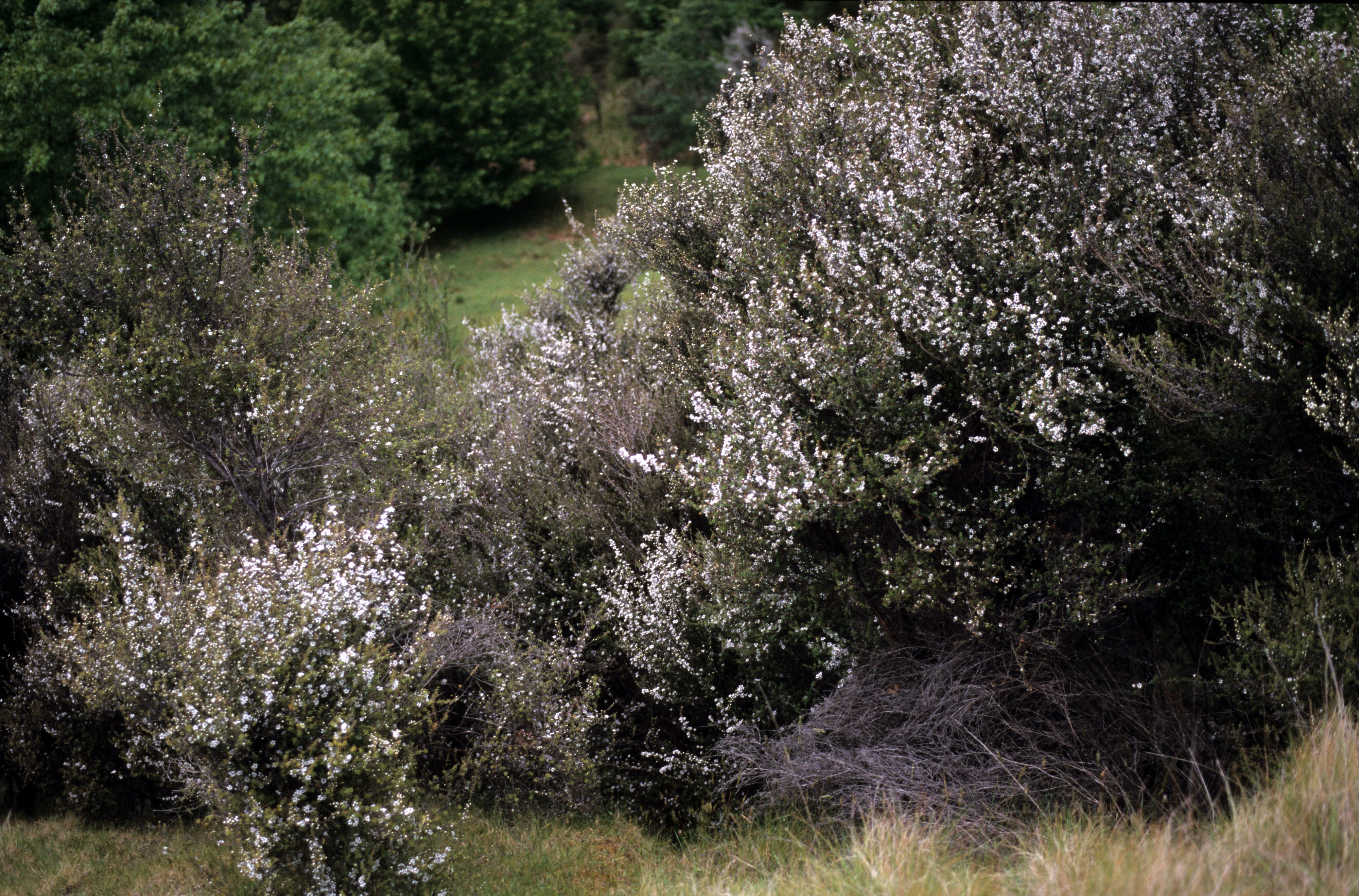 Leptospermum scoparium 2