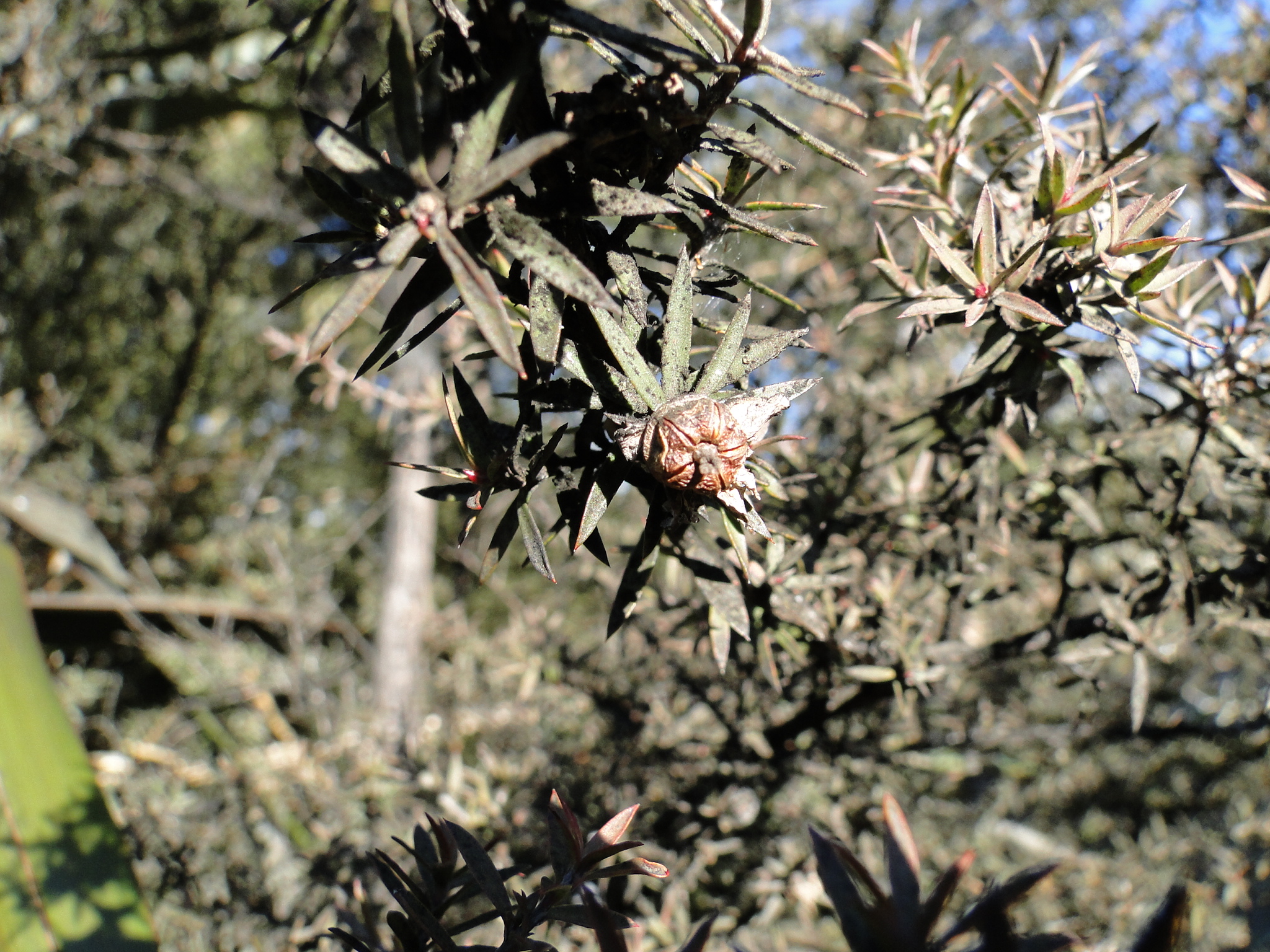 Leptospermum scoparium 3