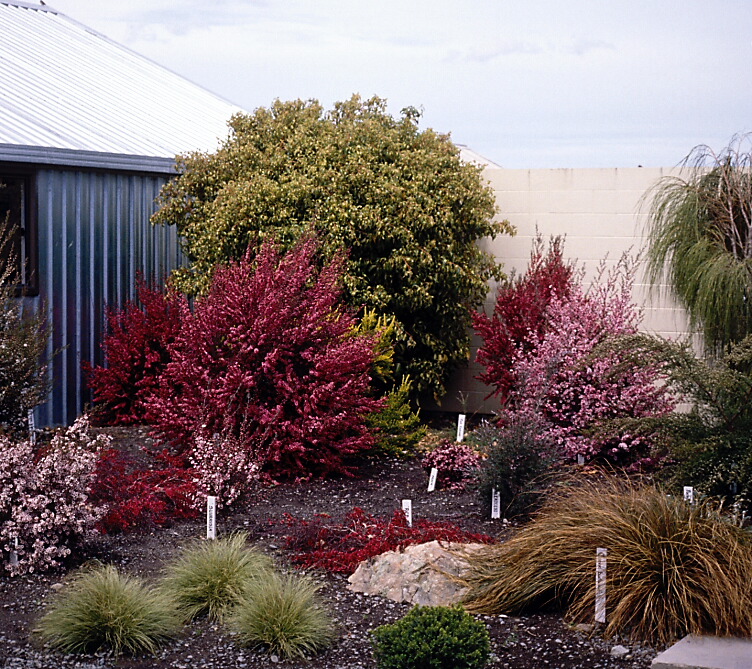 Leptospermum scoparium collection - Lincoln College Nursery 1980's