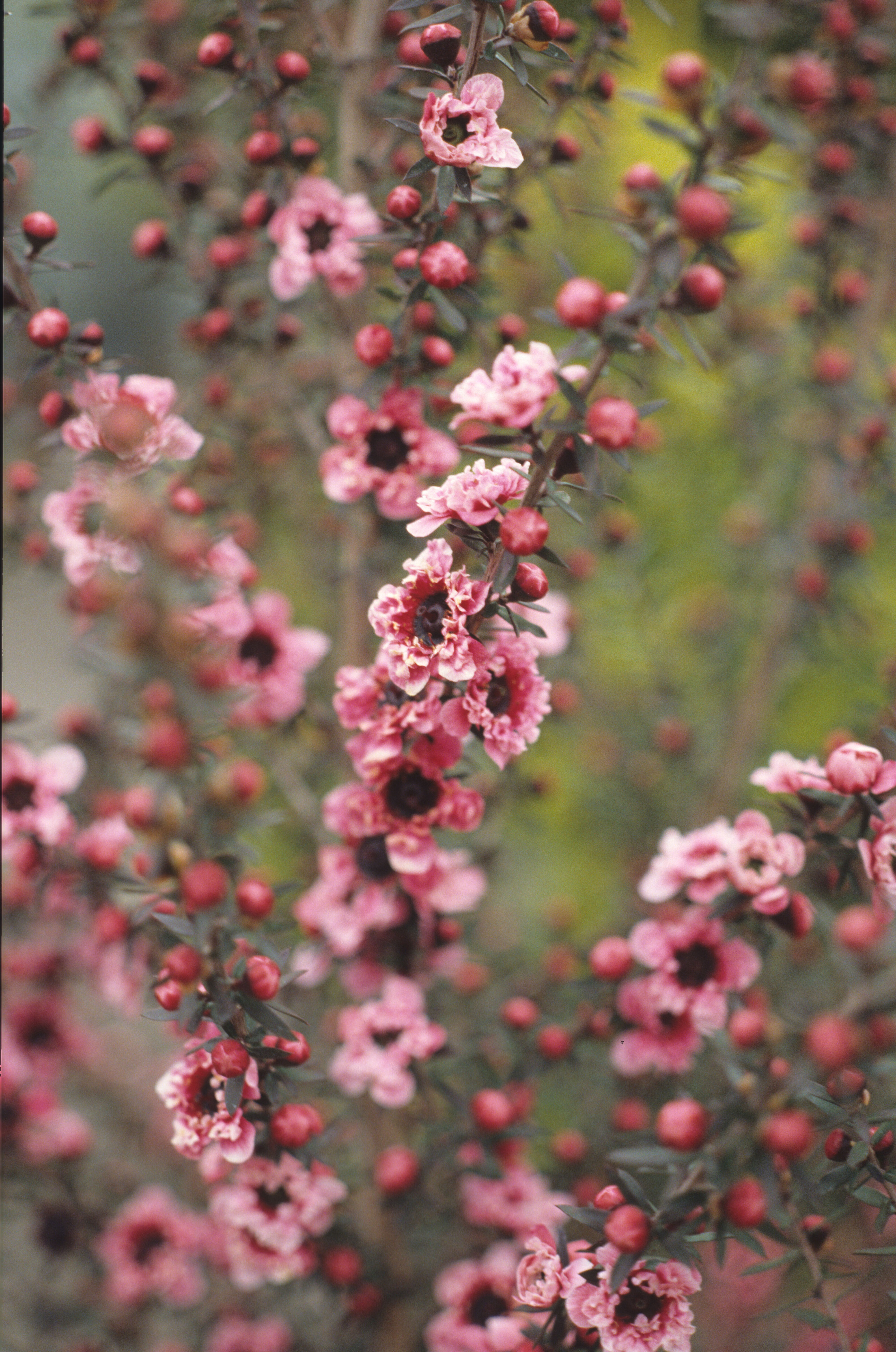 Leptospermum scoparium Gaiety Girl