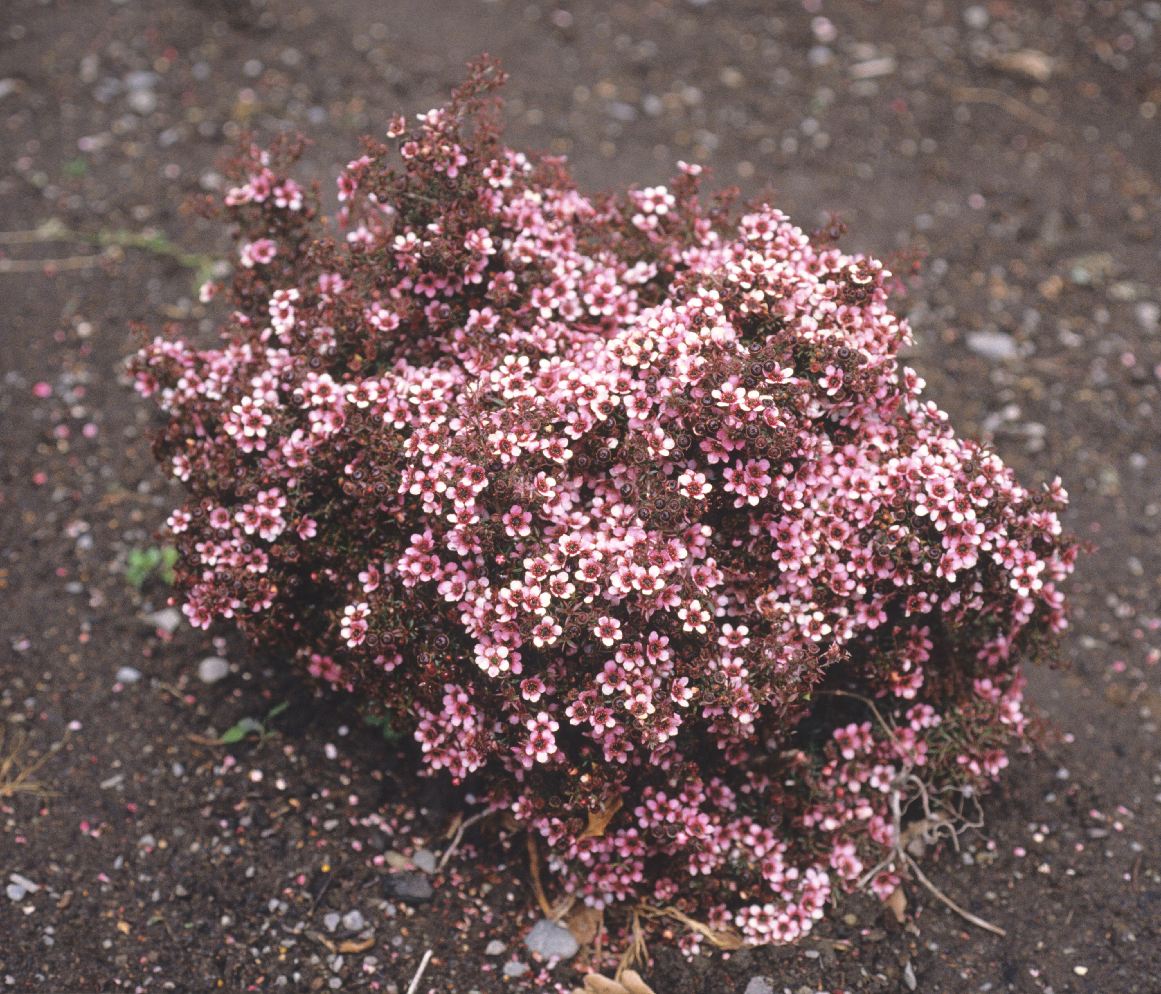 Leptospermum scoparium Huia