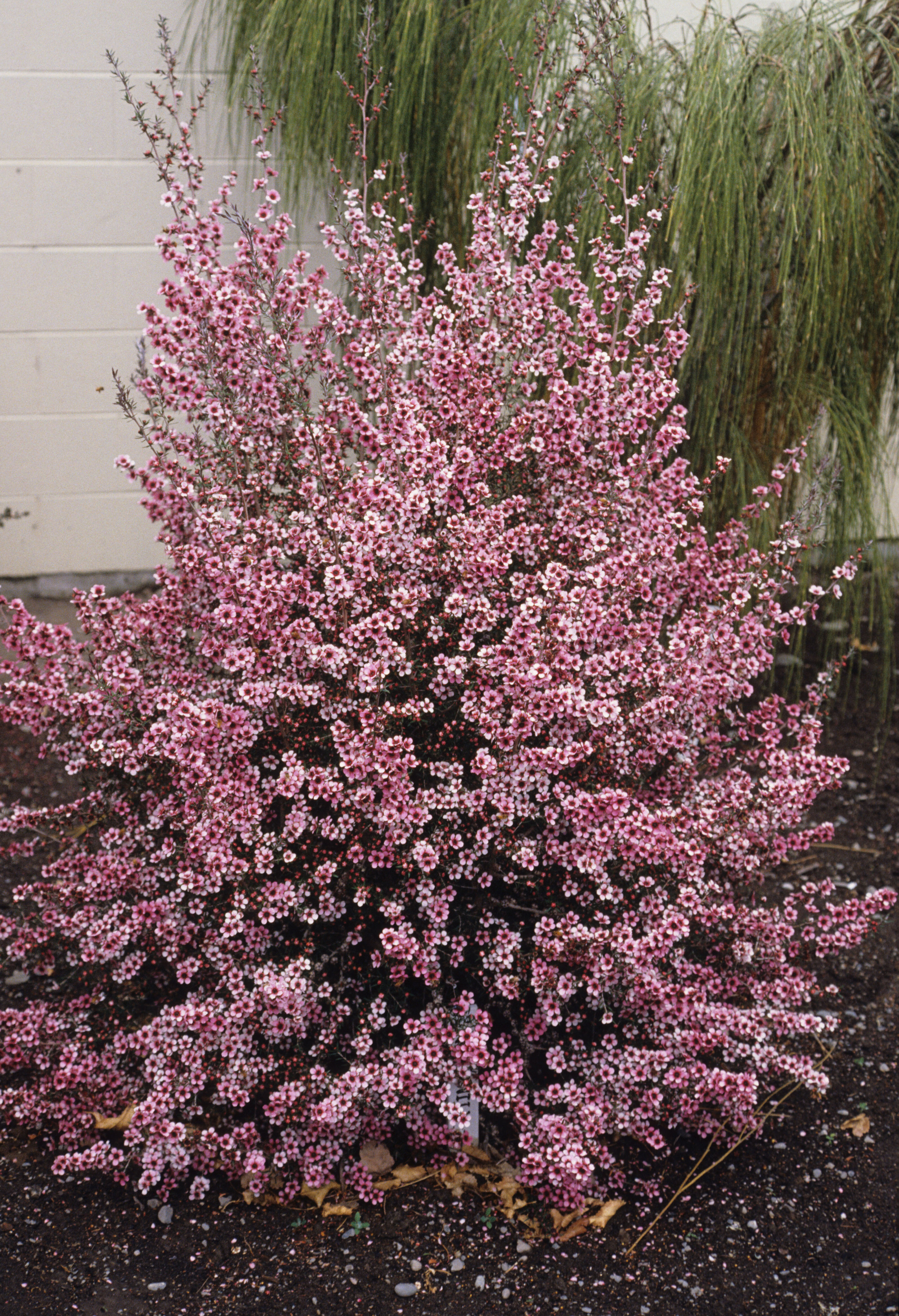 Leptospermum scoparium Martinii 1