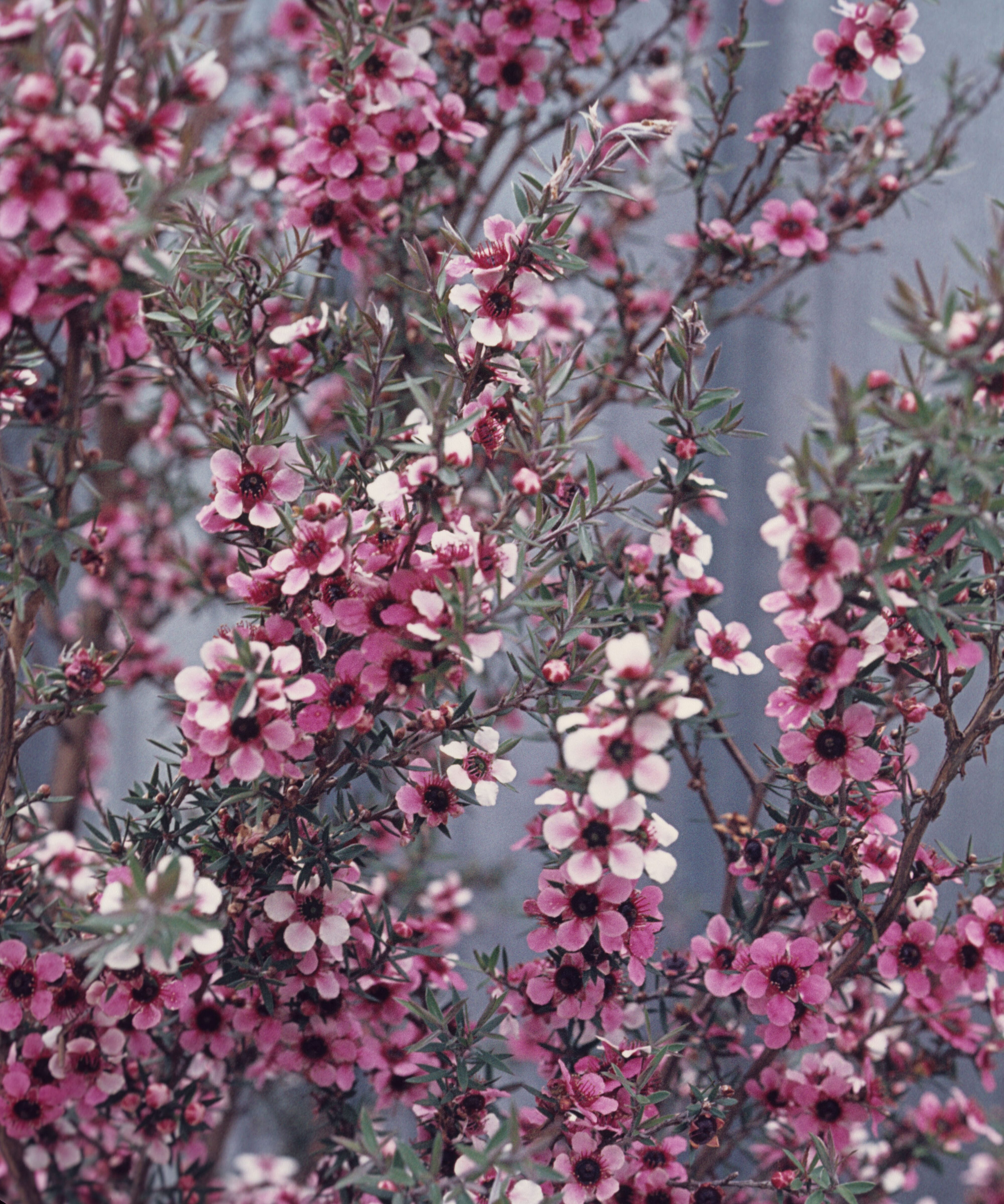 Leptospermum scoparium Martinii 2