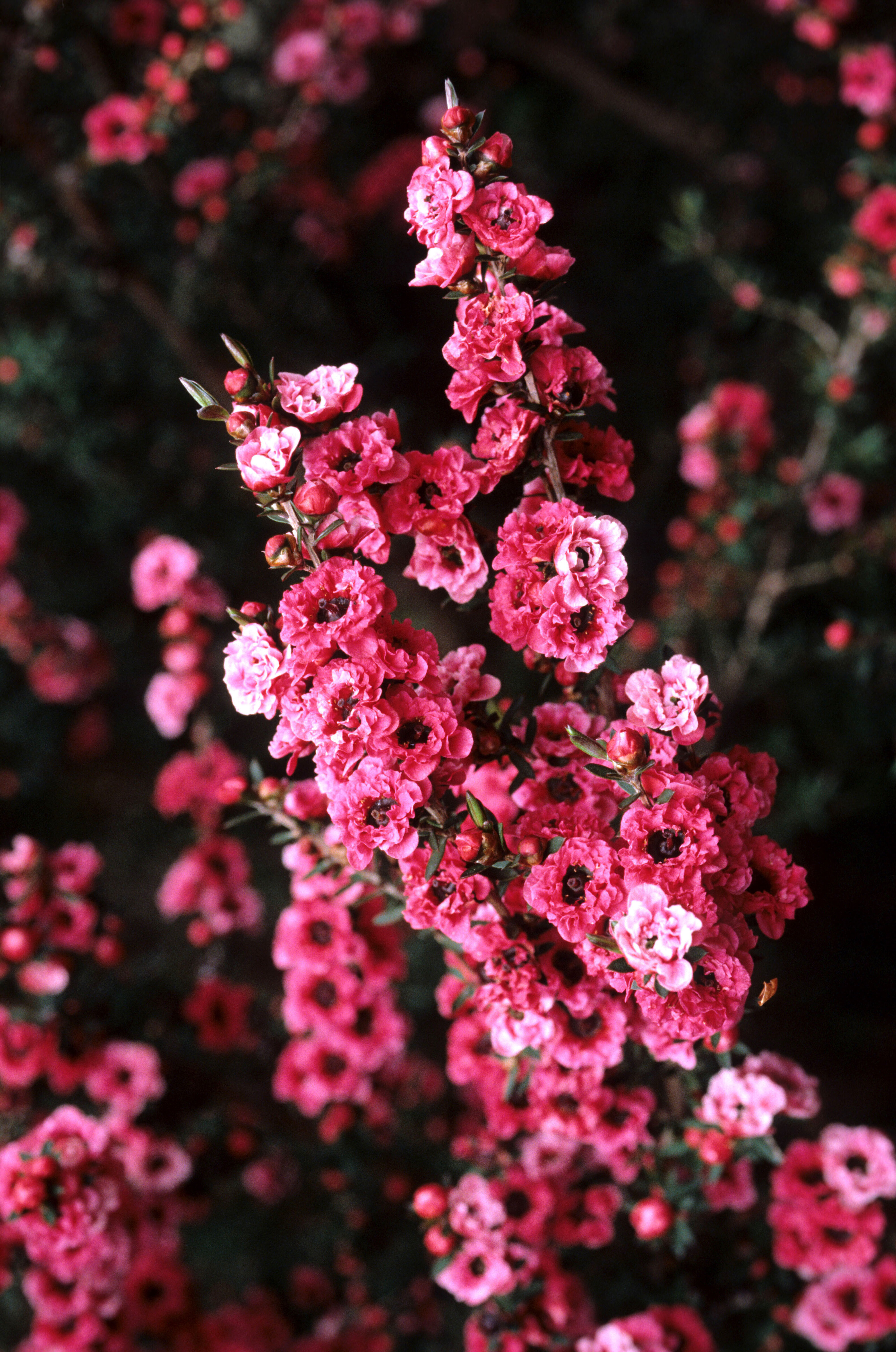 Leptospermum scoparium Red Damask