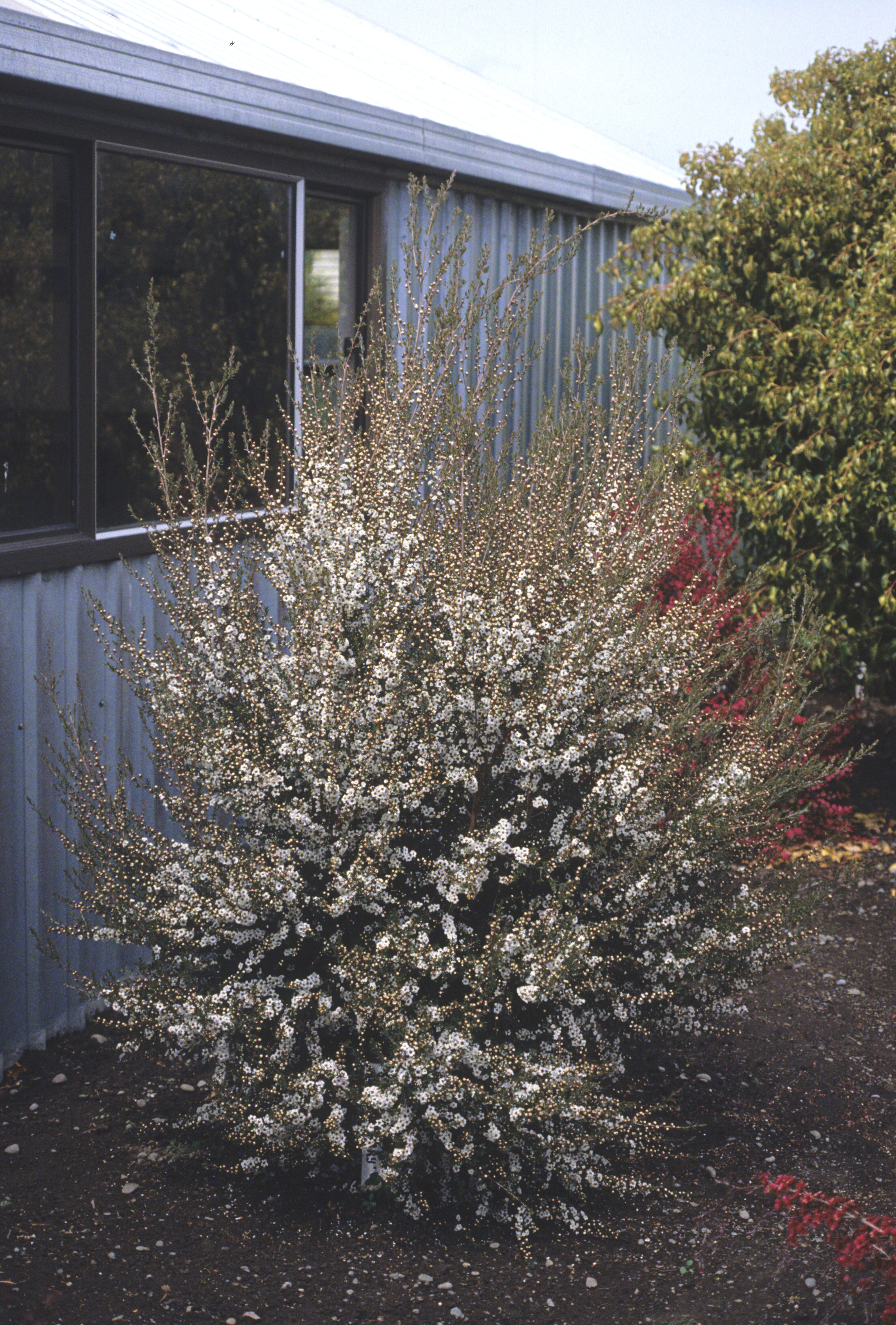 Leptospermum scoparium Snow Flurry 1