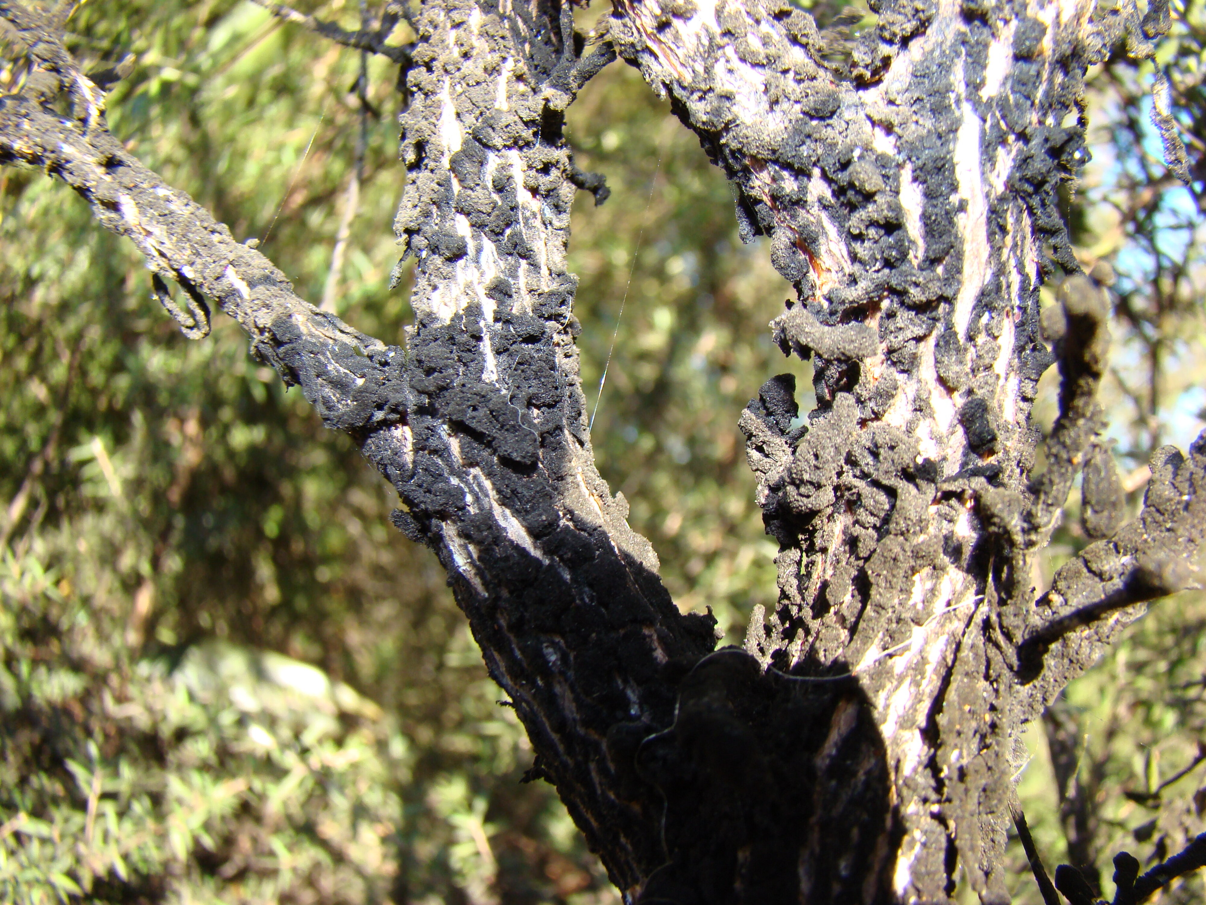 Leptospermum scoparium sooty mould