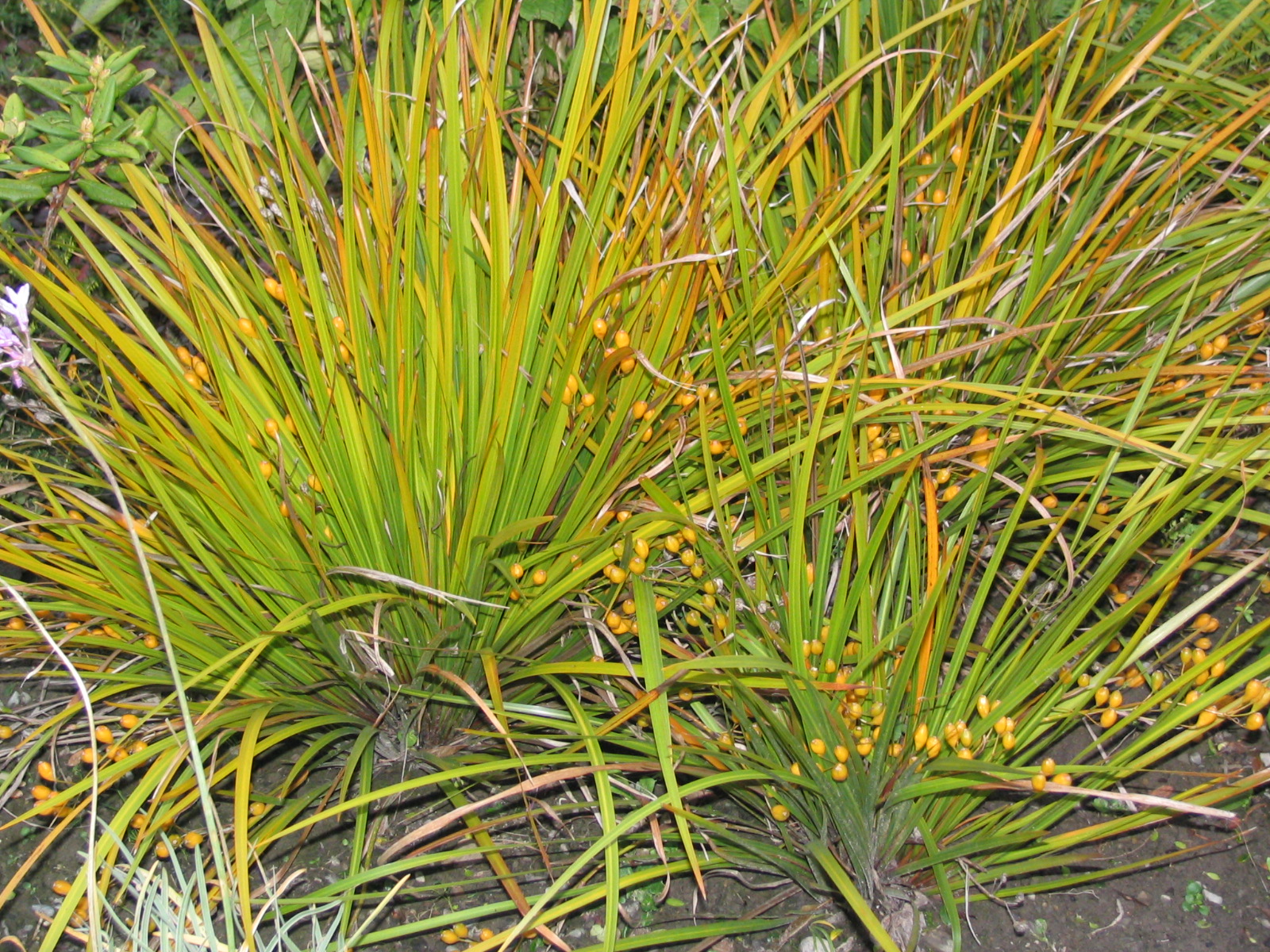 Libertia grandiflora 2