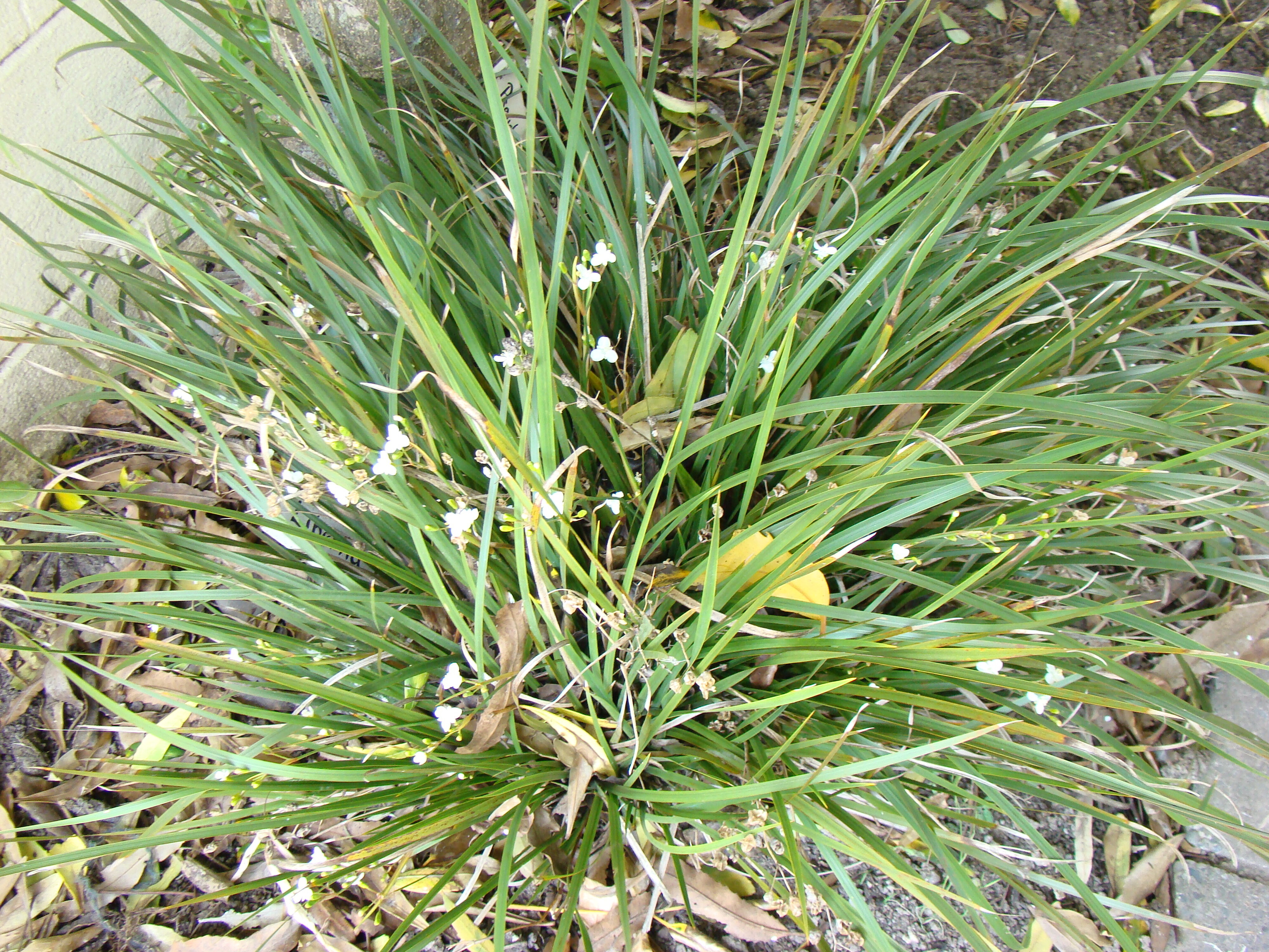 Libertia ixioides 1