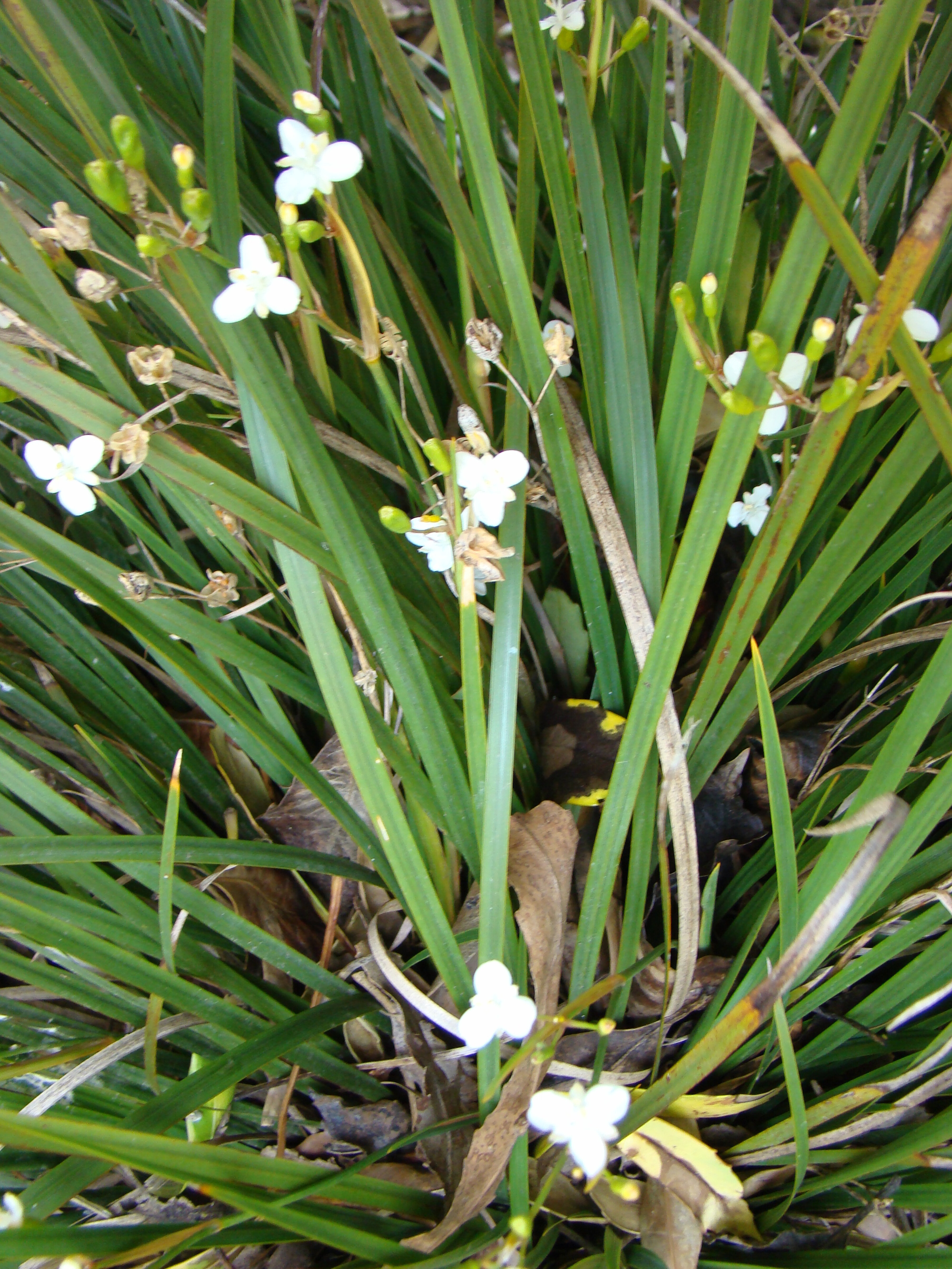 Libertia ixioides 2
