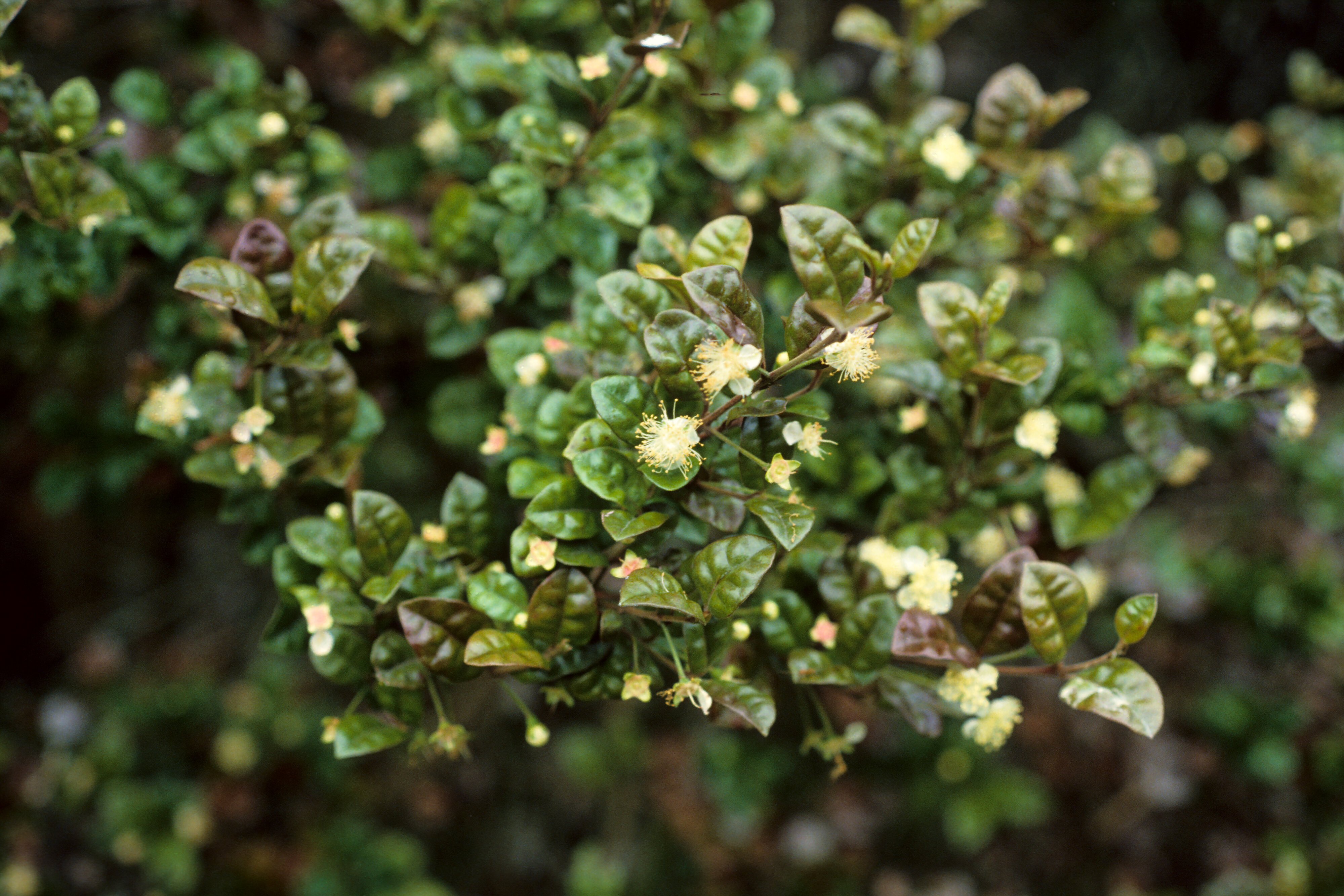 Lophomyrtus  bullata 1