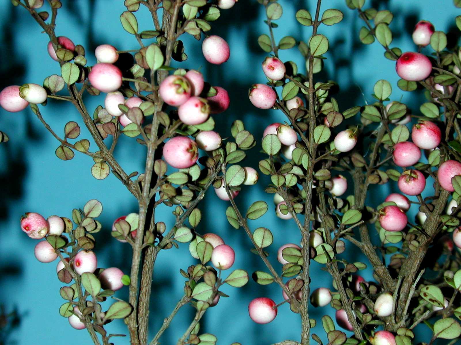 Lophomyrtus bullata 3