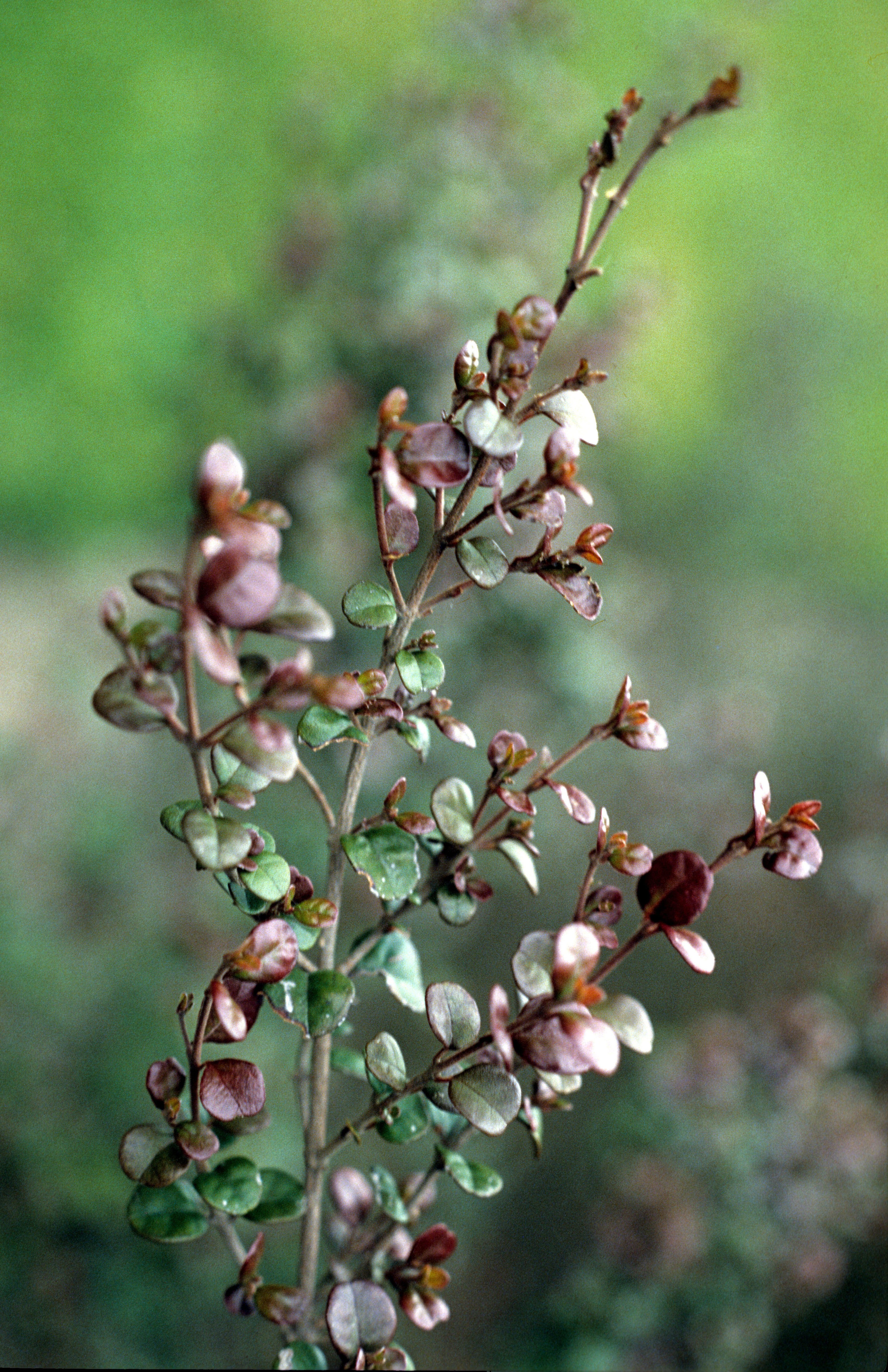 Lophomyrtus Purpurea 1
