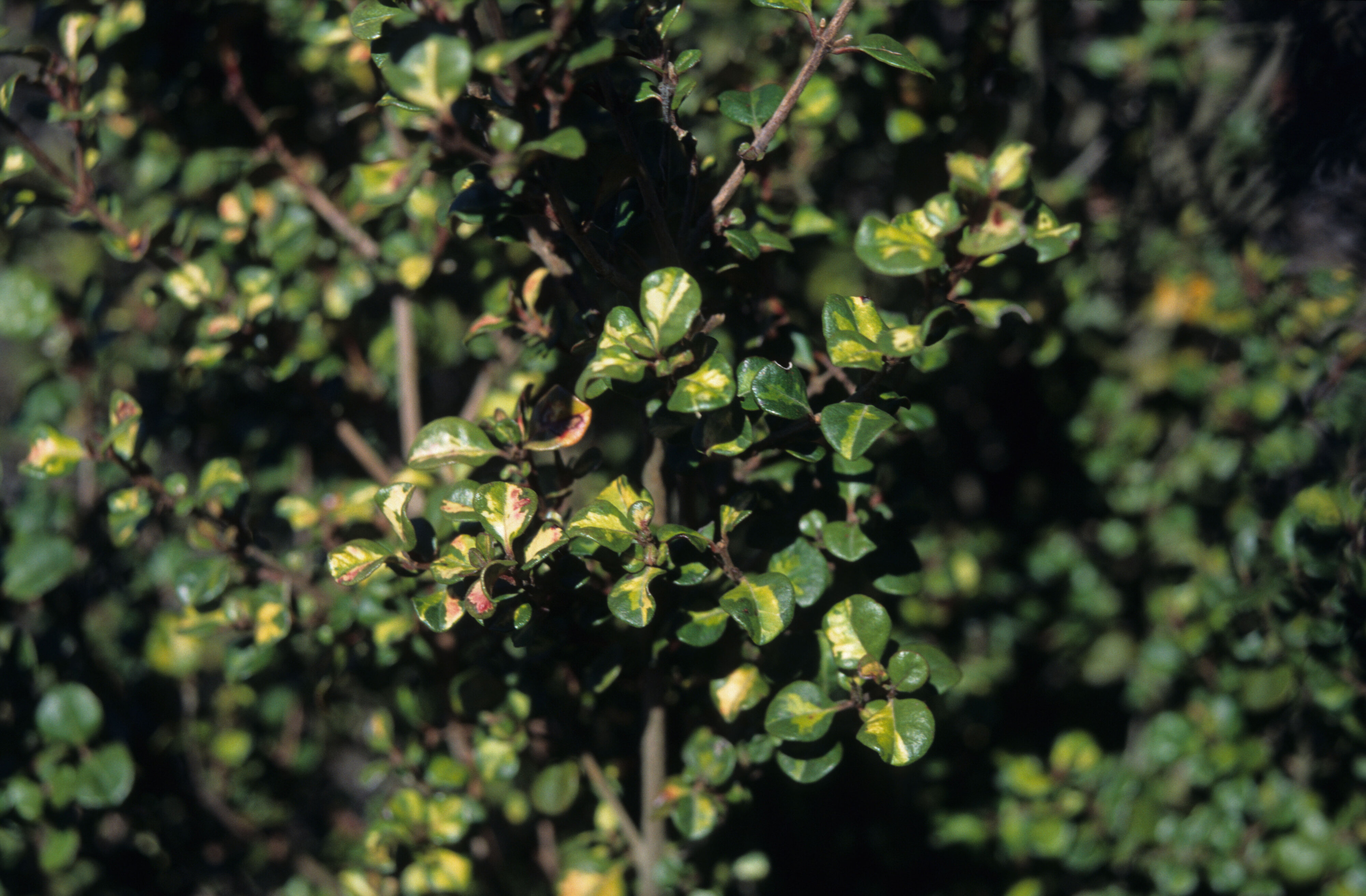 Lophomyrtus x ralphii Sundae 1