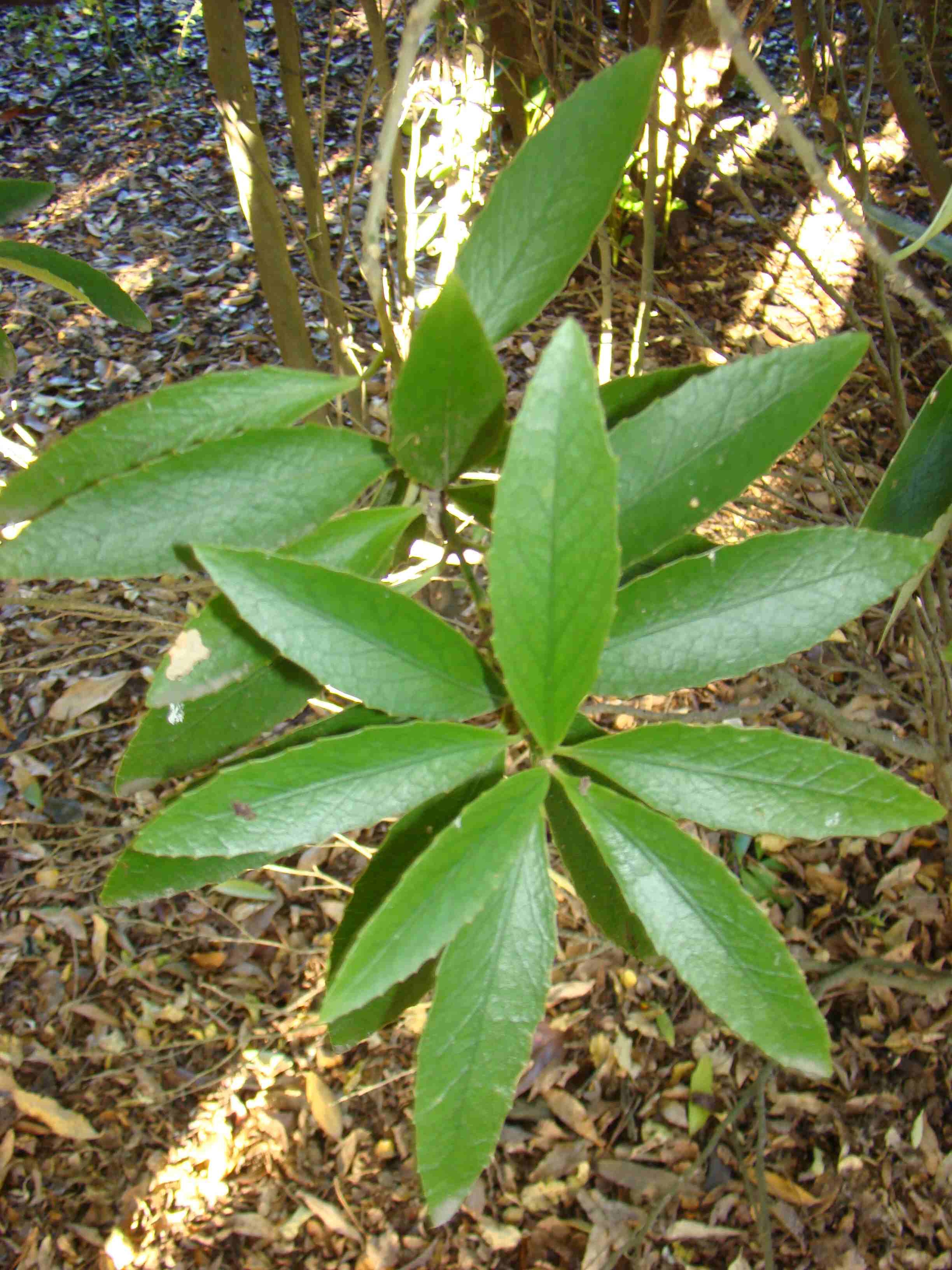 Melicytus chathamicus 1