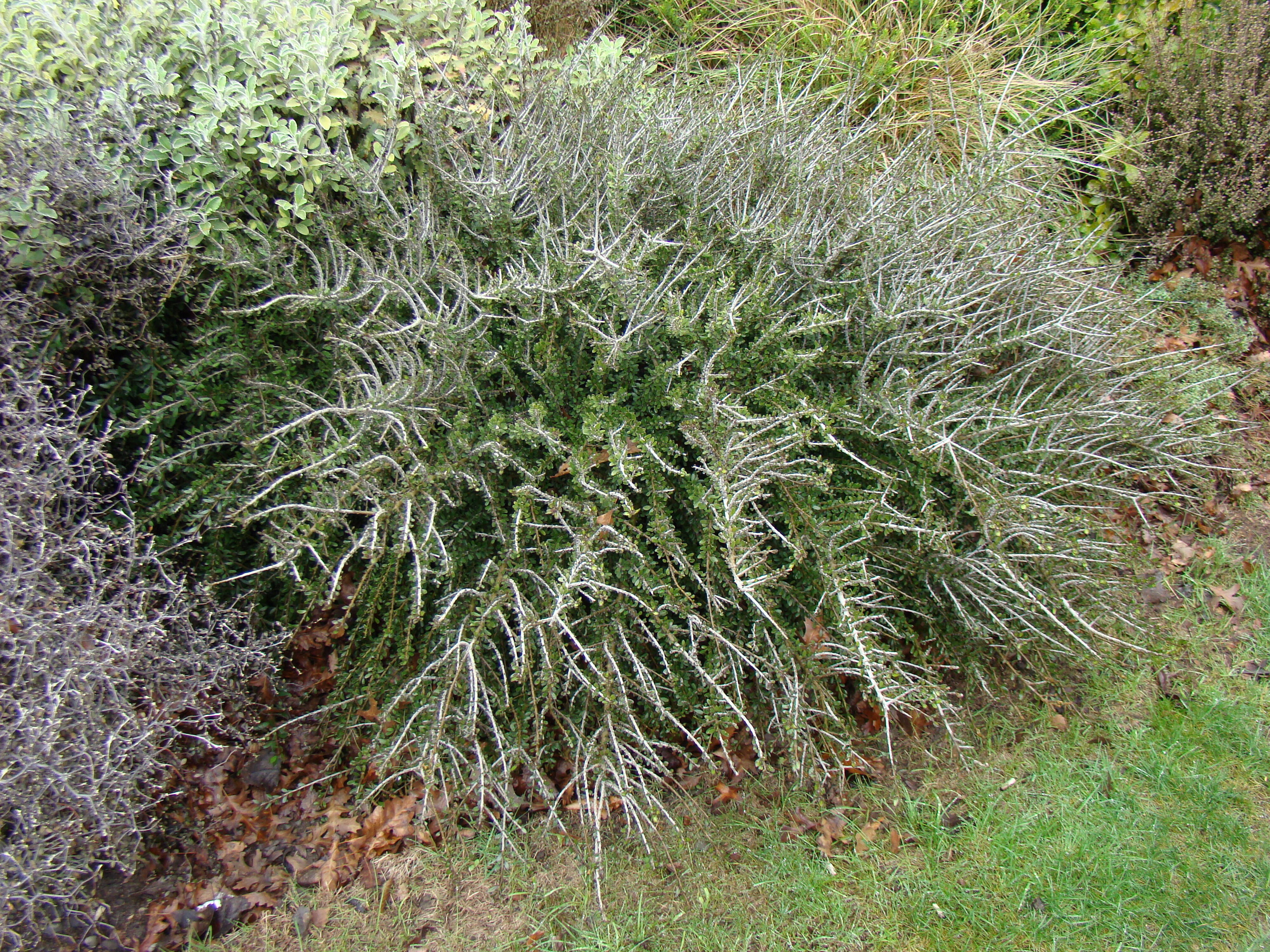 Melicytus crassifolius 1