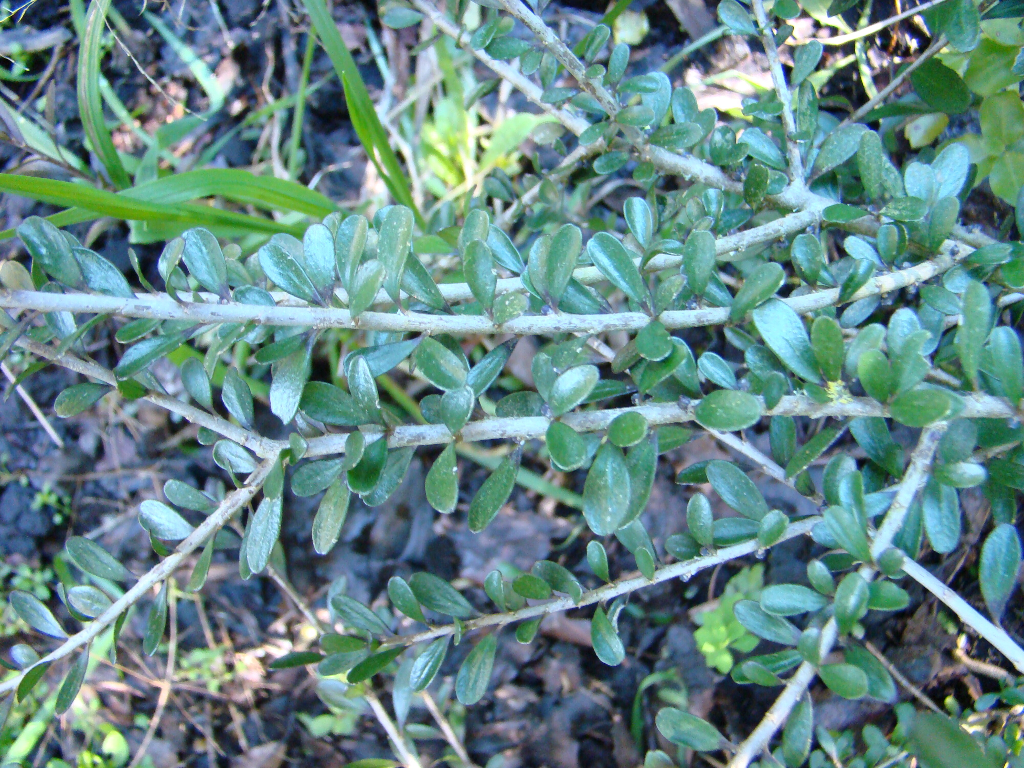 Melicytus crassifolius 2