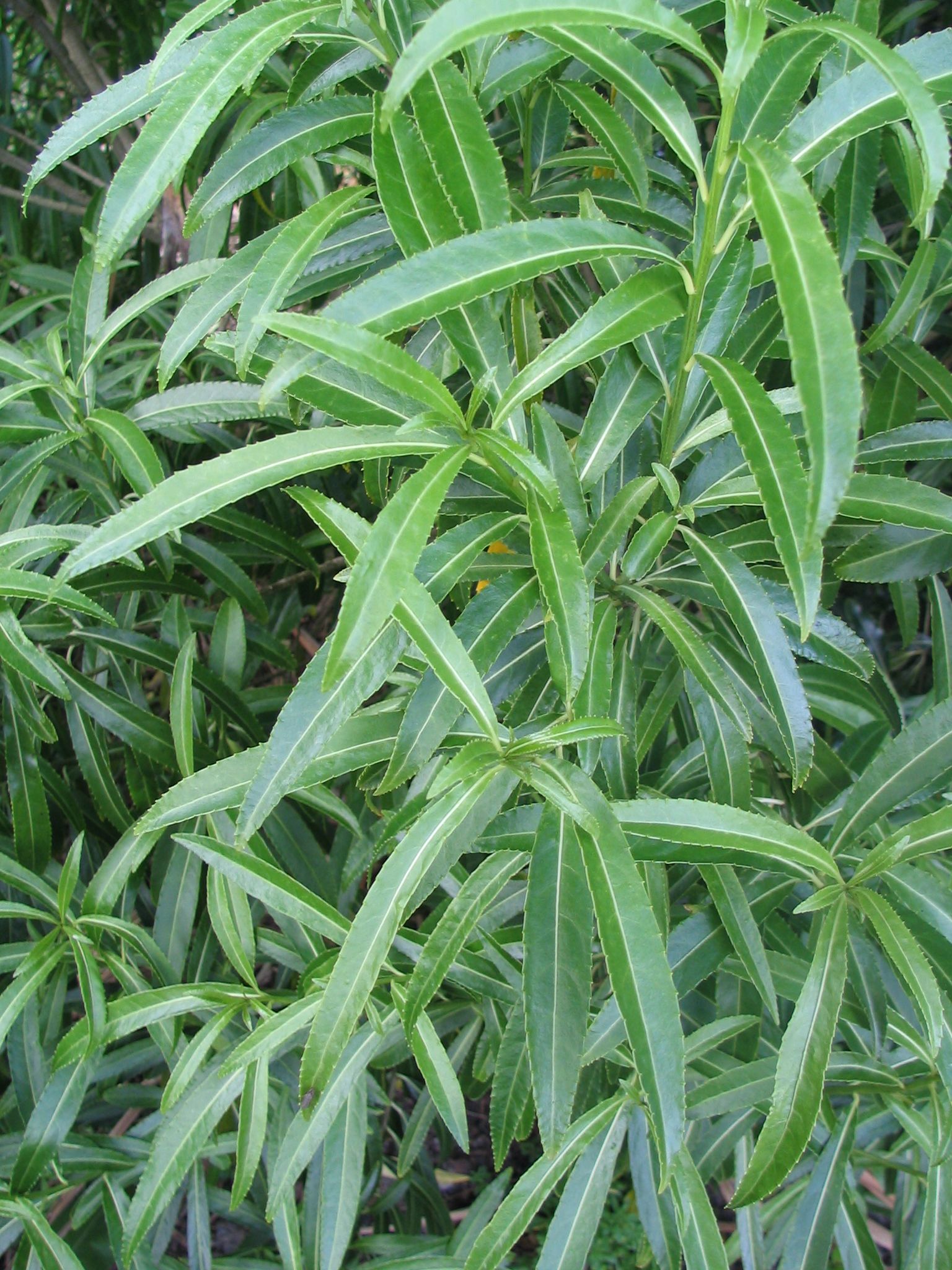 Melicytus lanceolatus 2