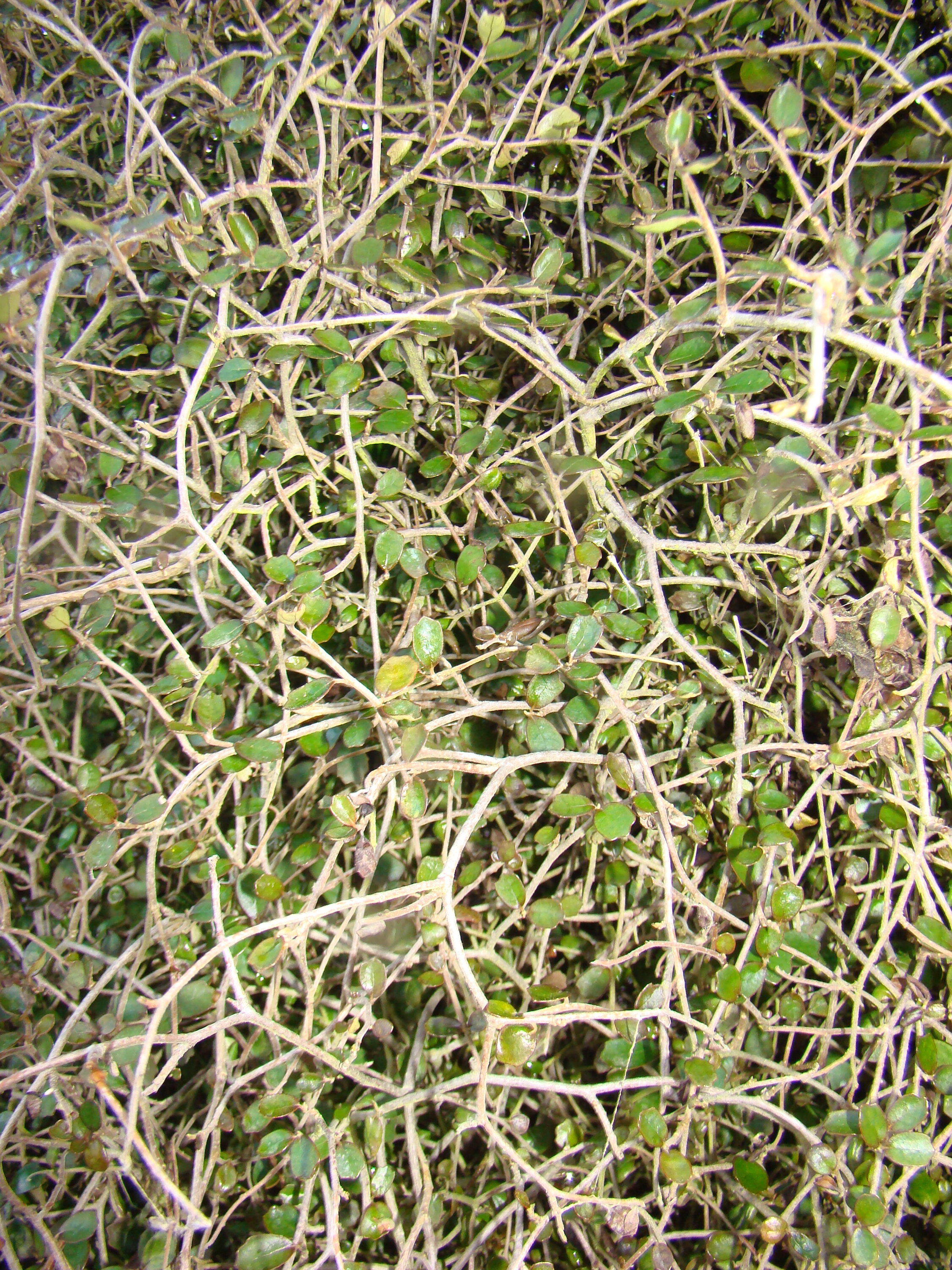 Melicytus micranthus 2