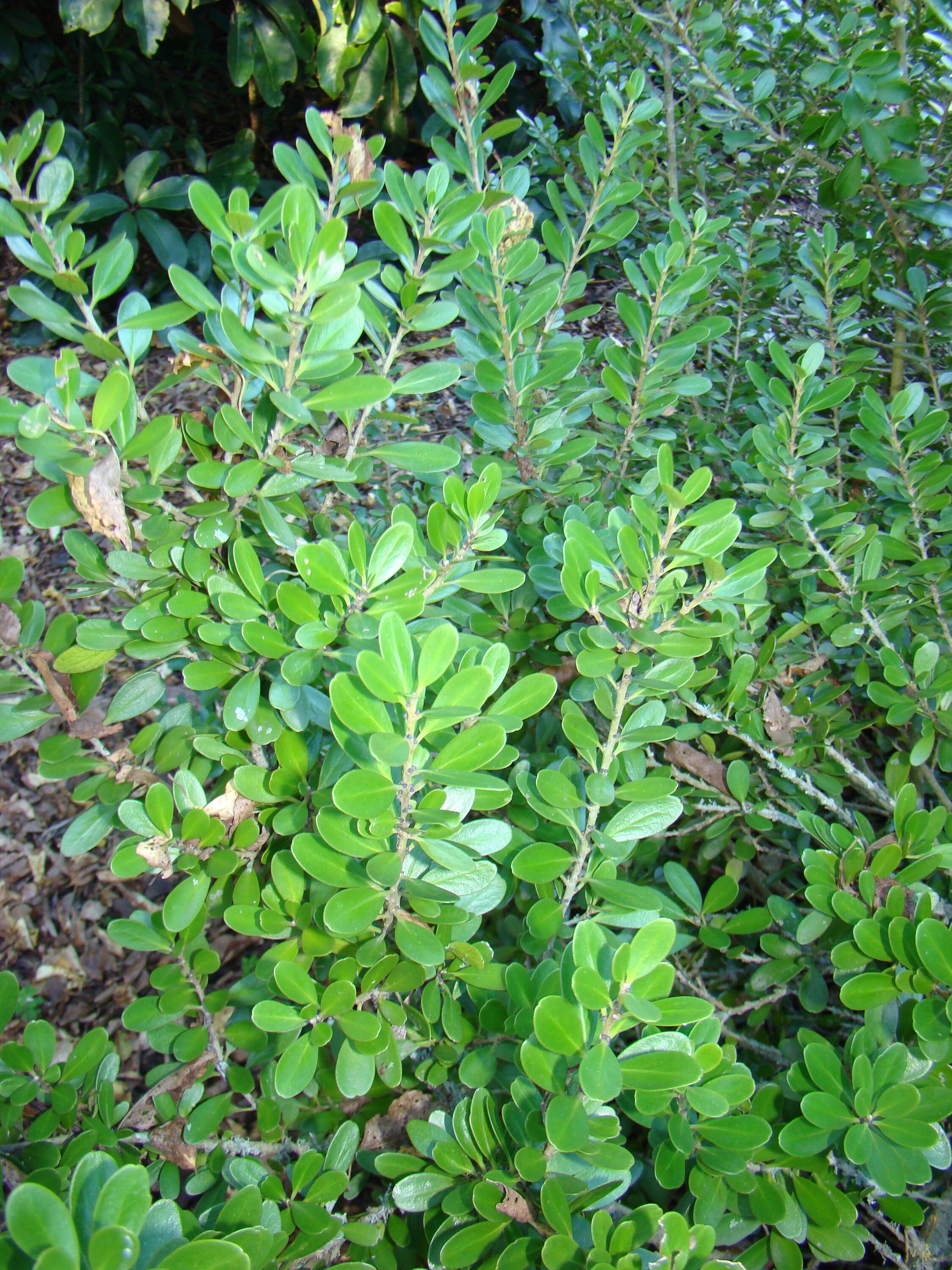 Melicytus obovatus 1