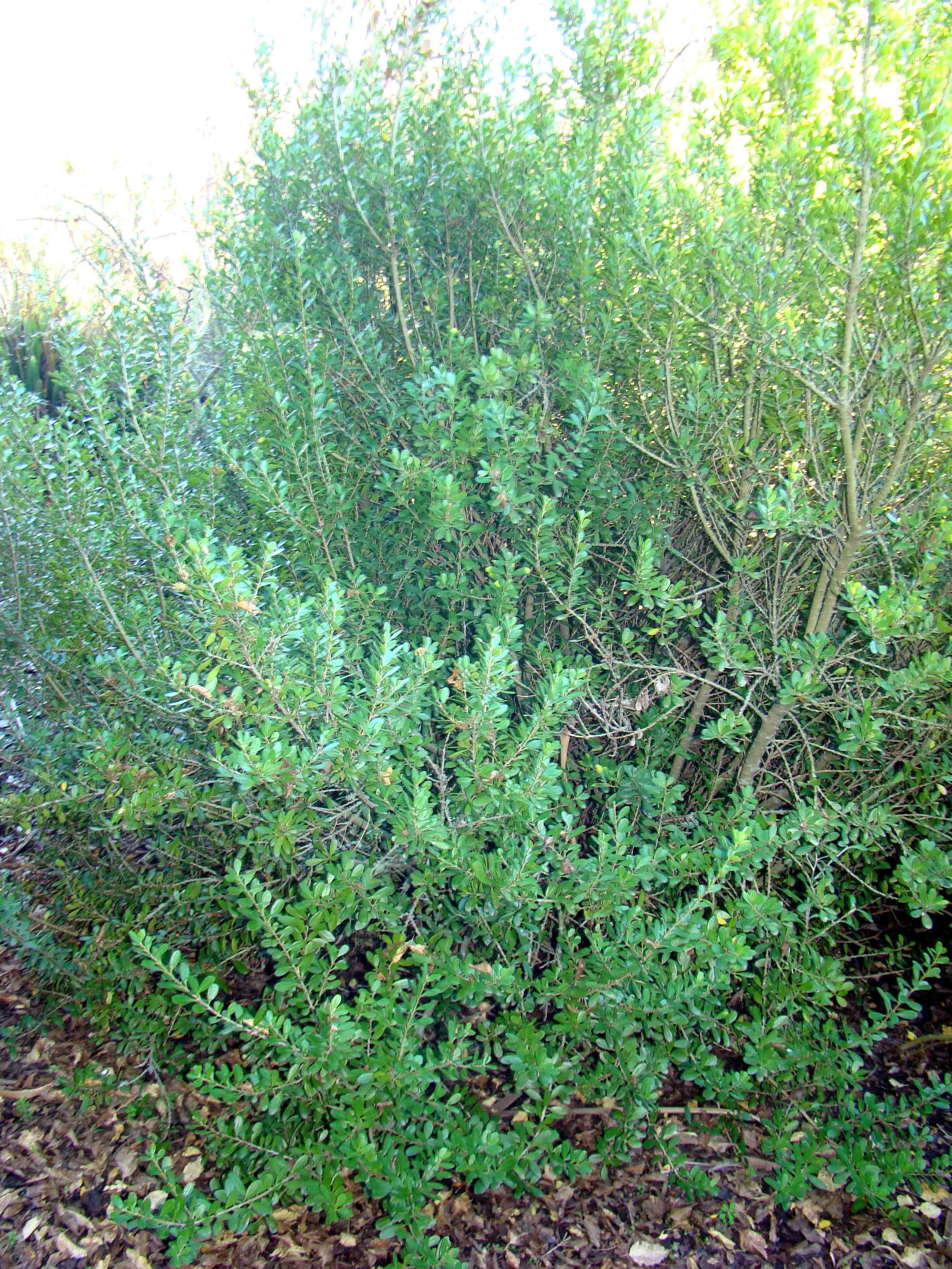 Melicytus obovatus 2