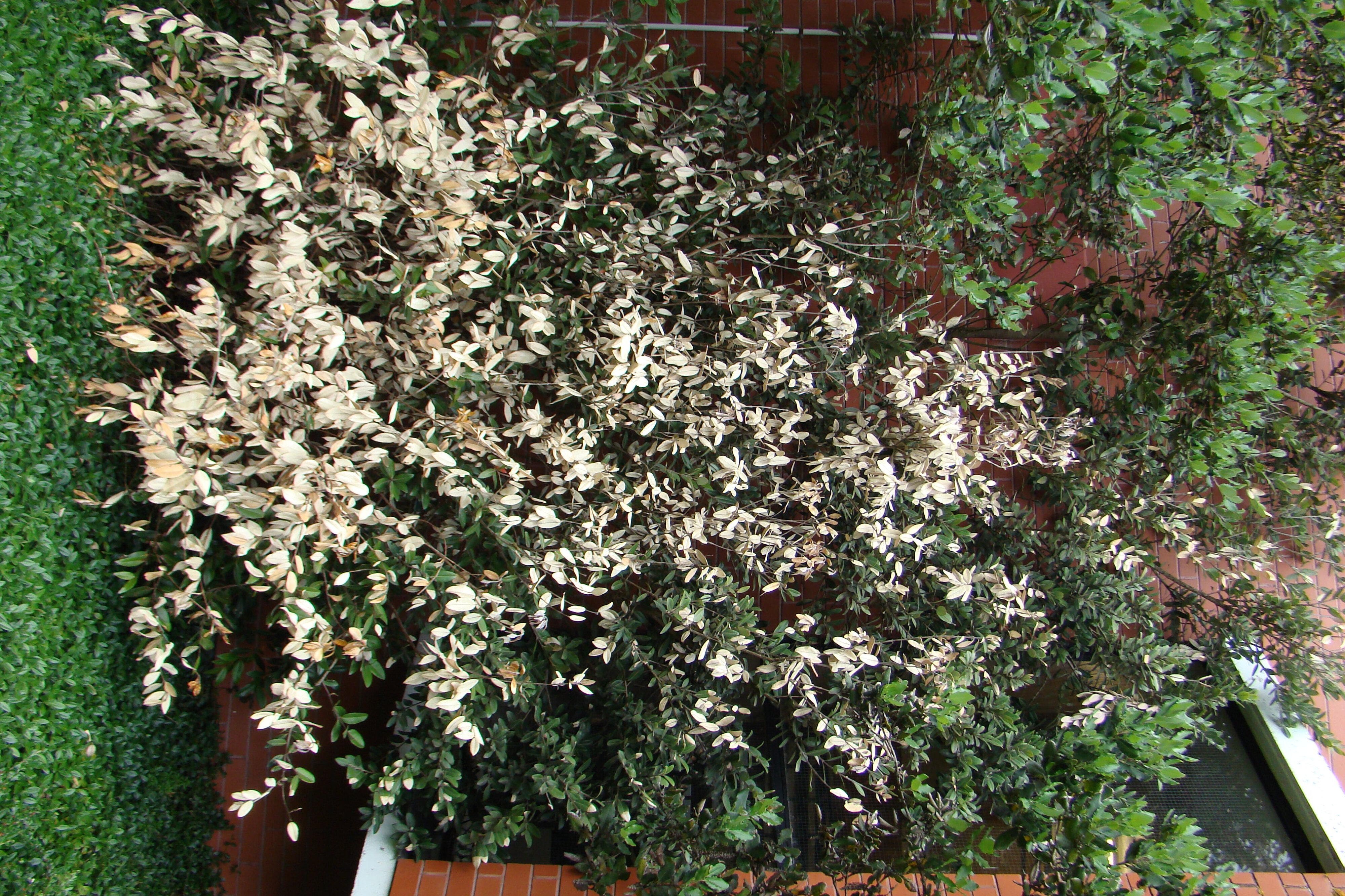 Metrosideros excelsa 3