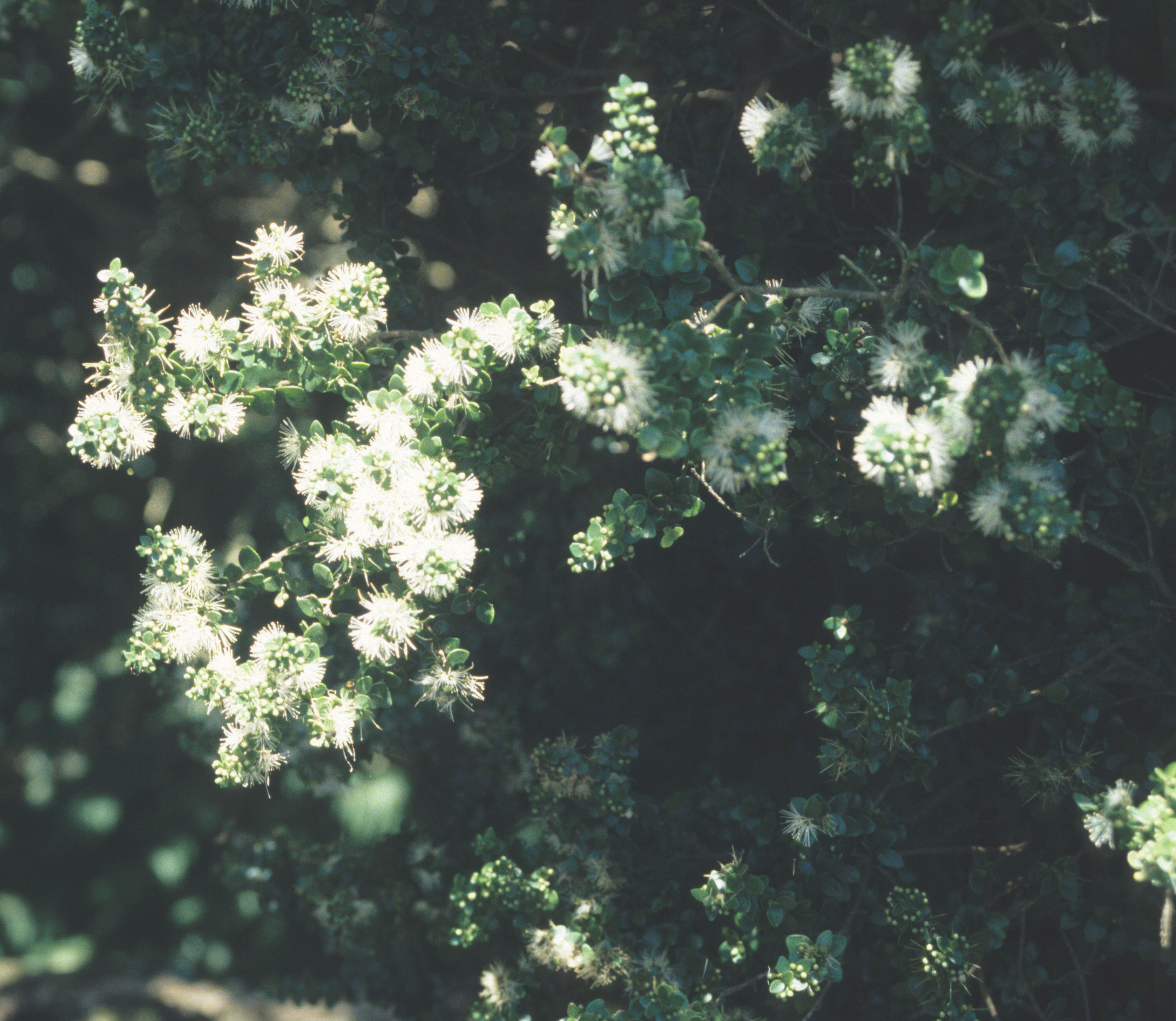 Metrosideros perforata