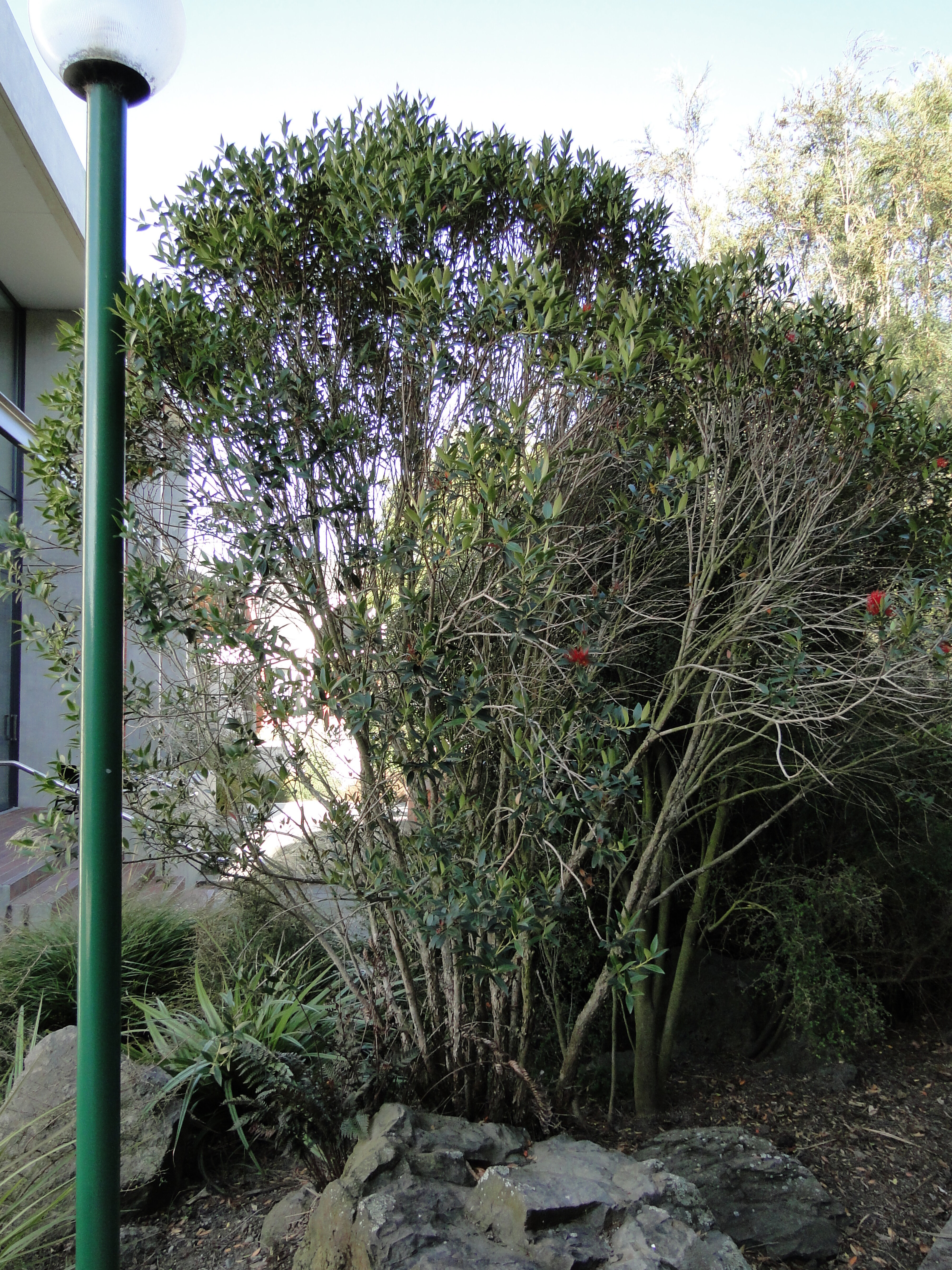 Metrosideros umbellata 1