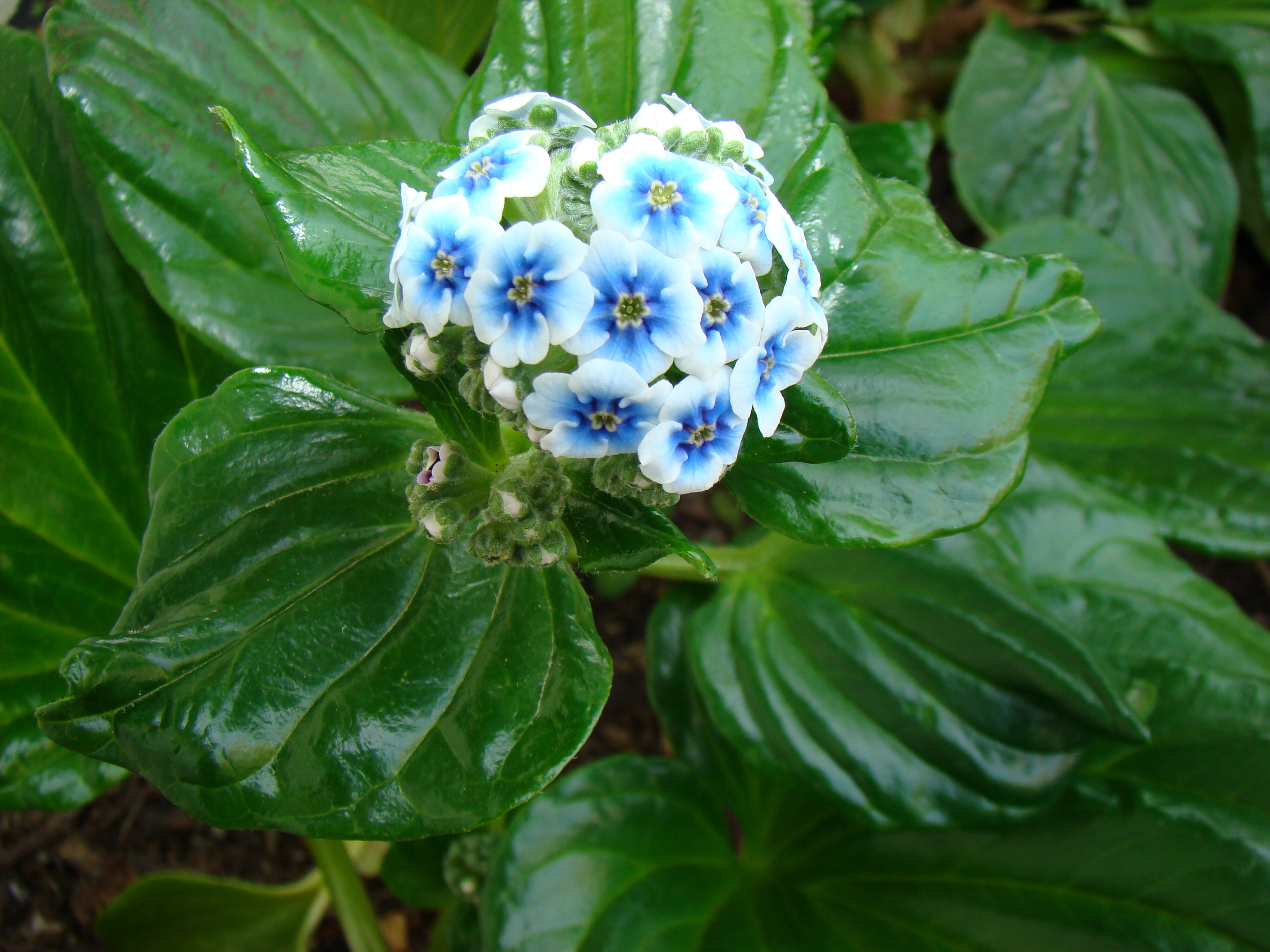 Myosotidium hortensia