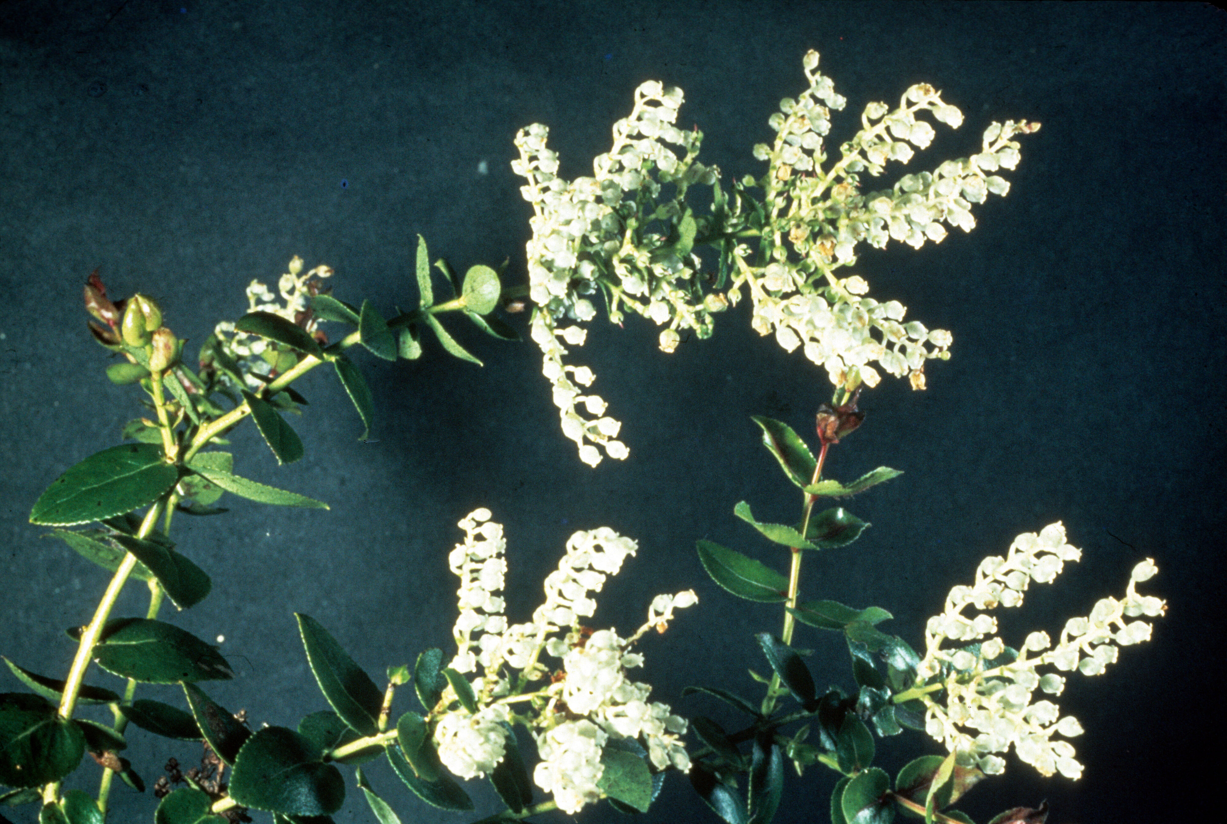 Gaultheria oppositifolia