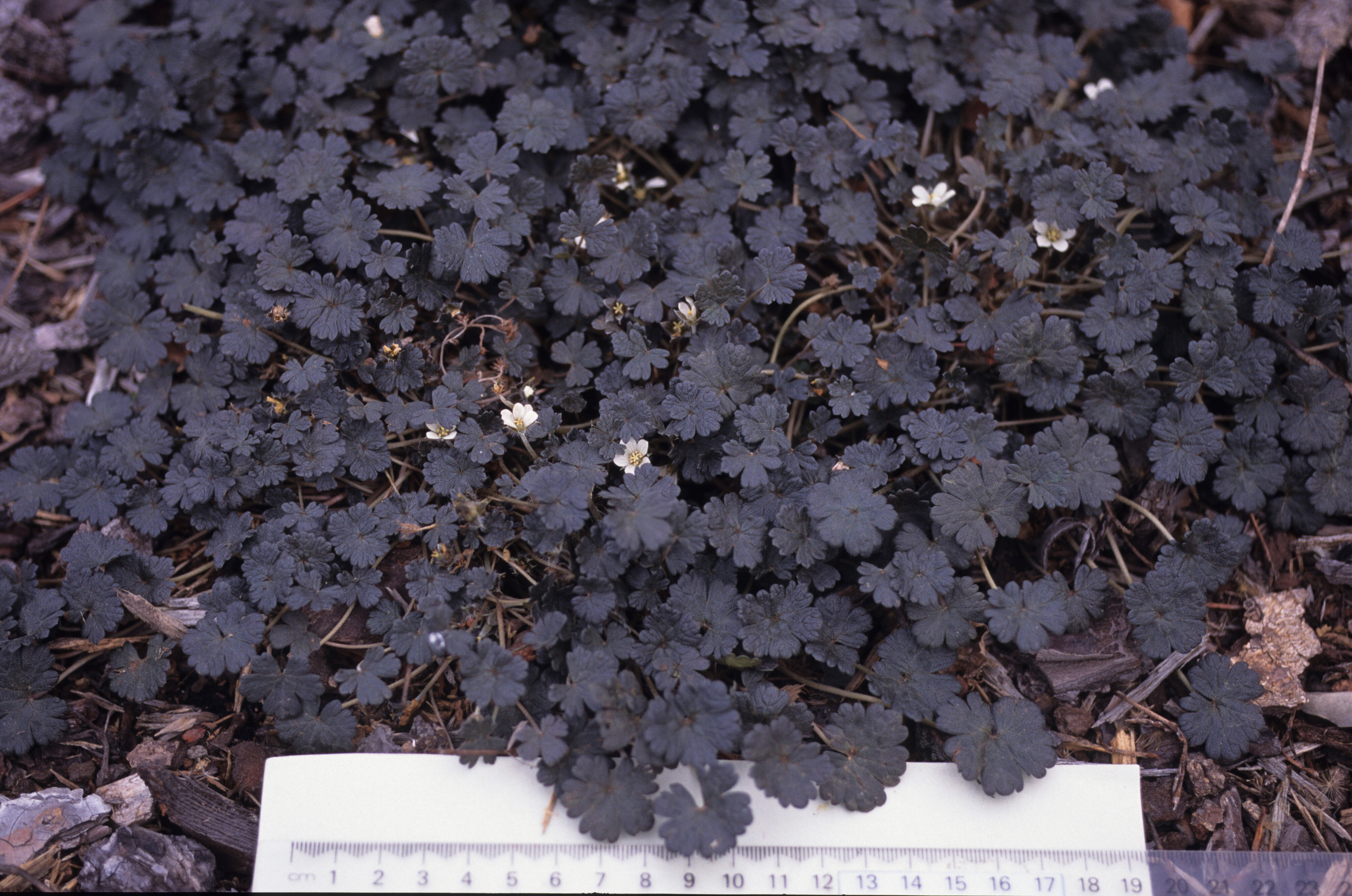 Geranium sessiliflorum Purpureum