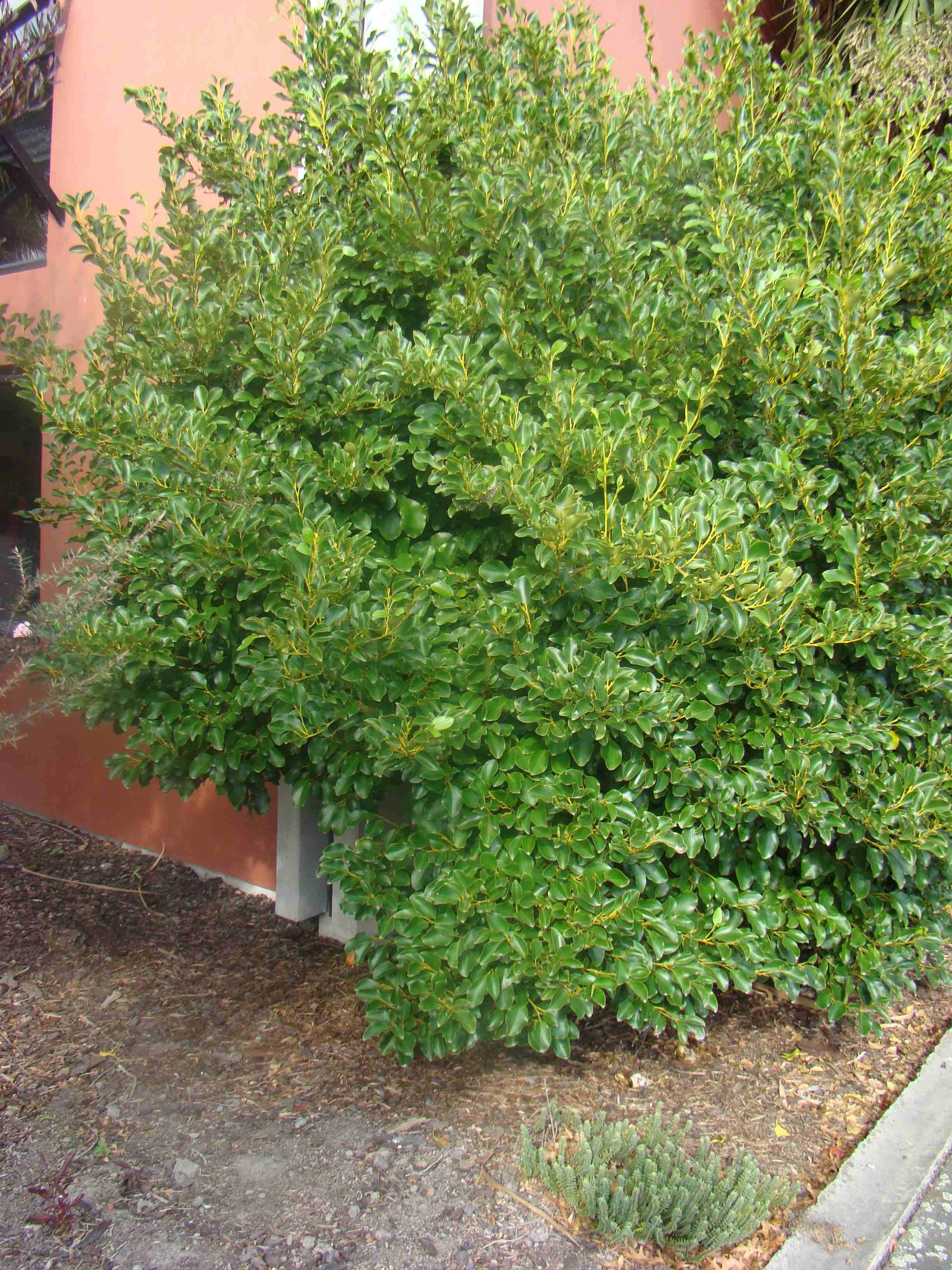 Griselinia littoralis 1