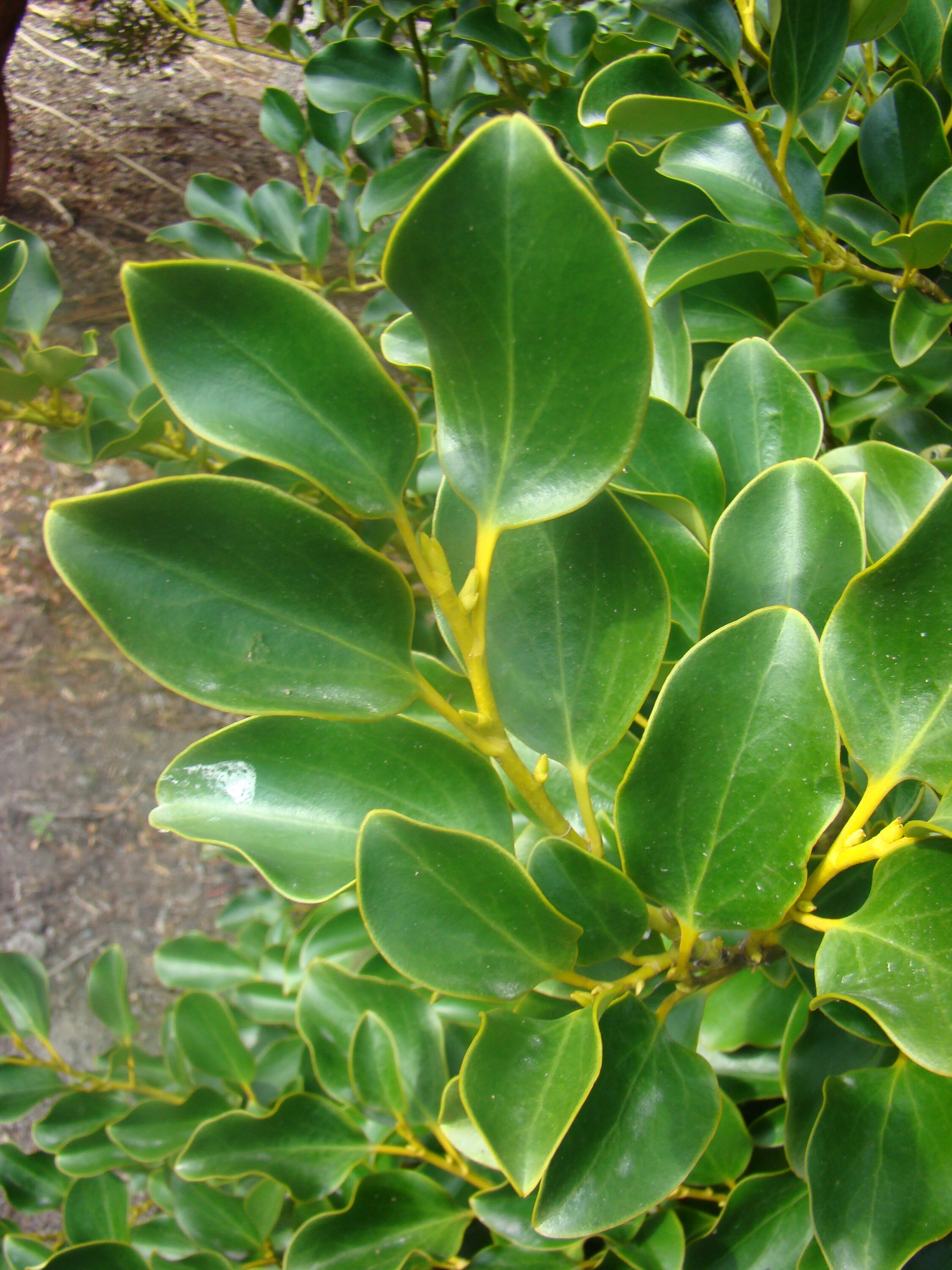 Griselinia littoralis 2