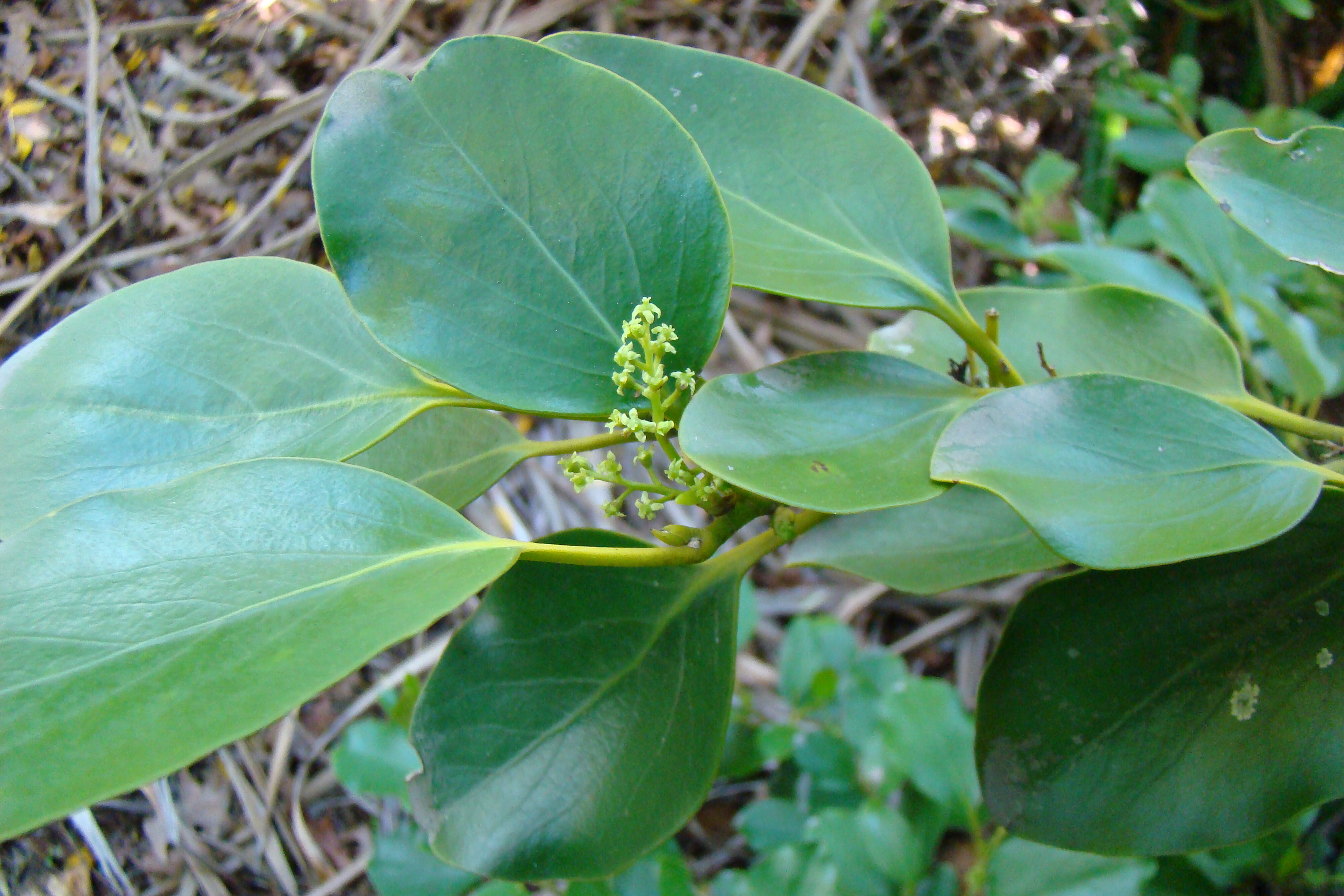 Griselinia littoralis Flowers