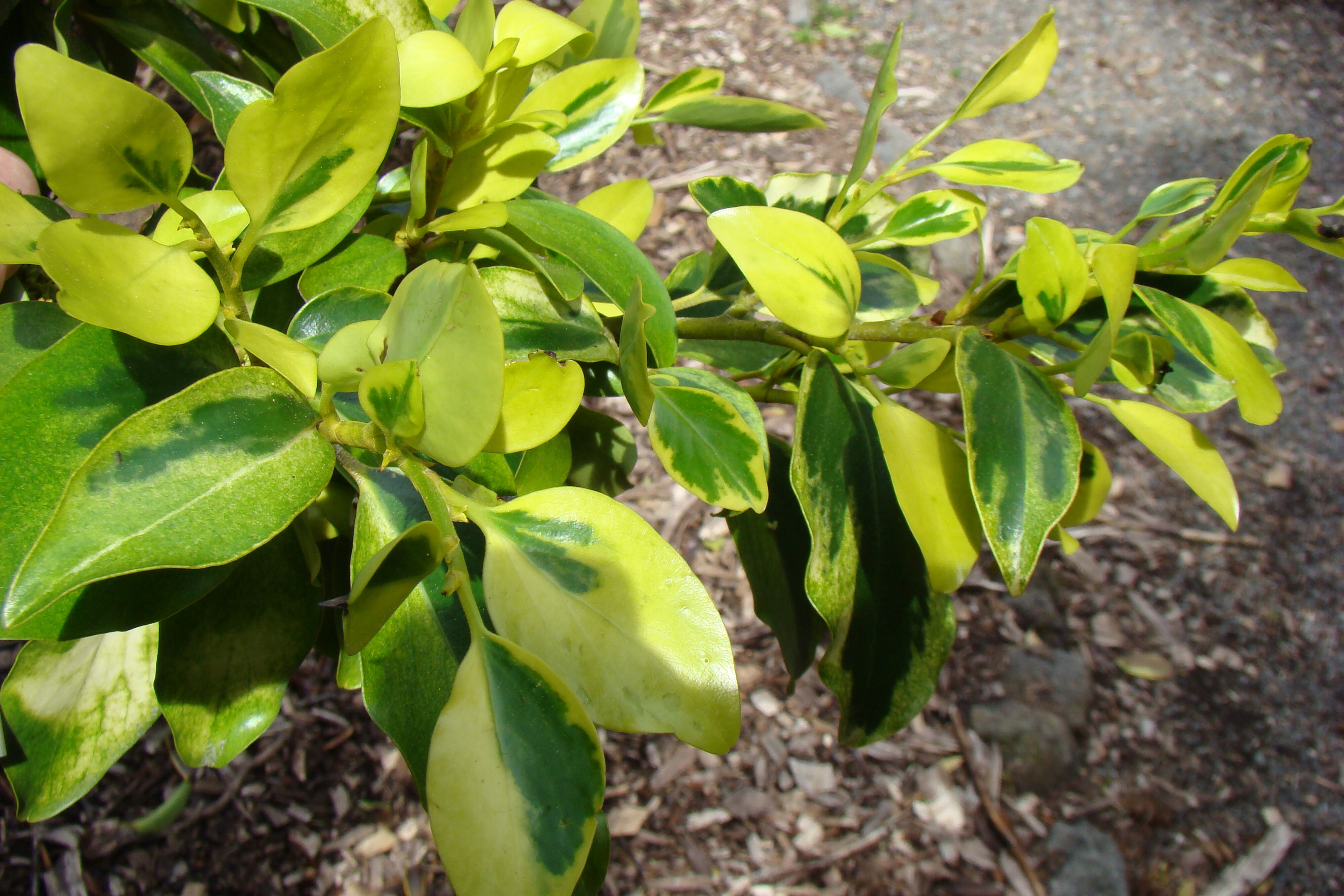 Griselinia littoralis Green Jewel