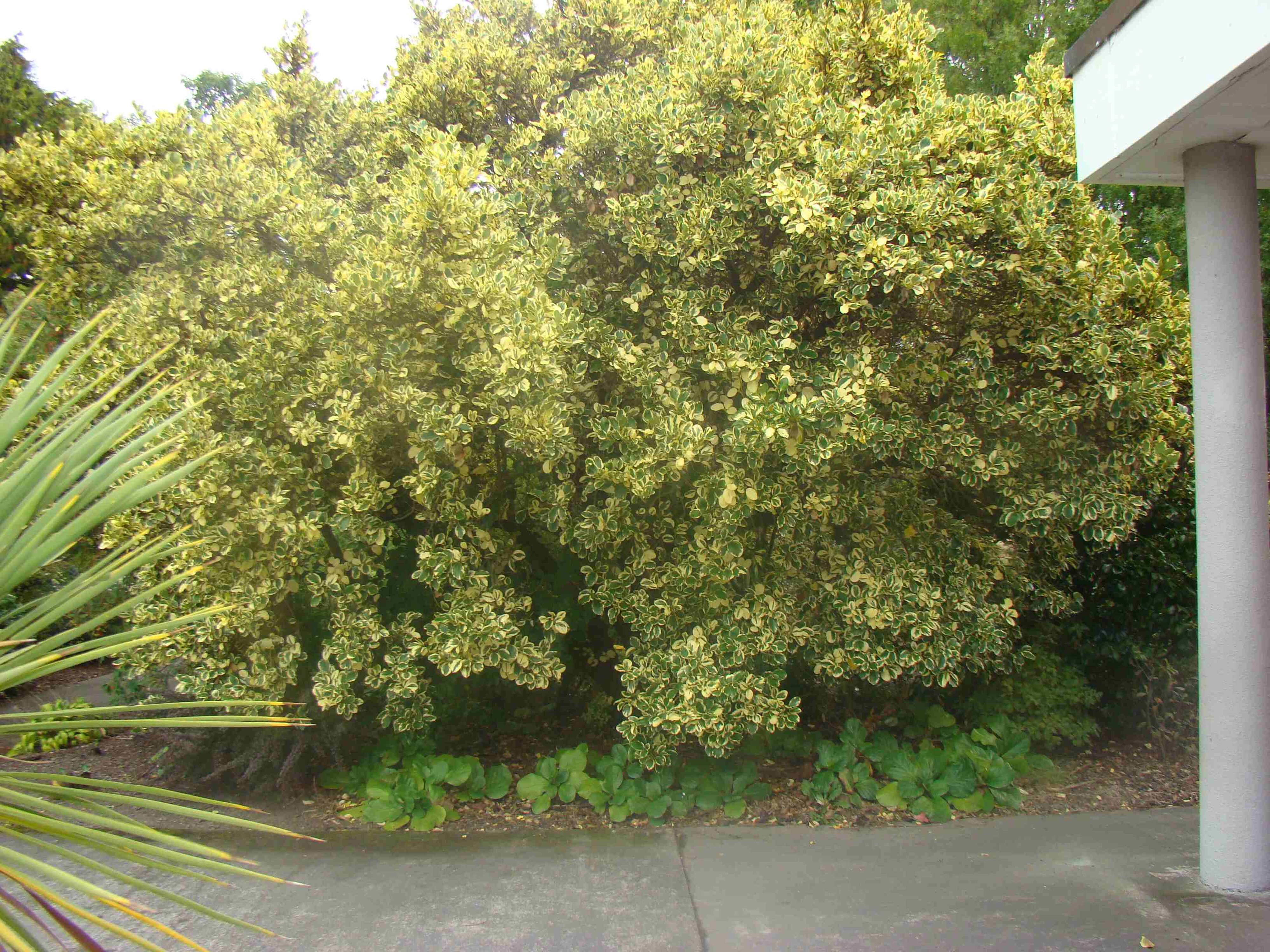 Griselinia littoralis Variegata 1