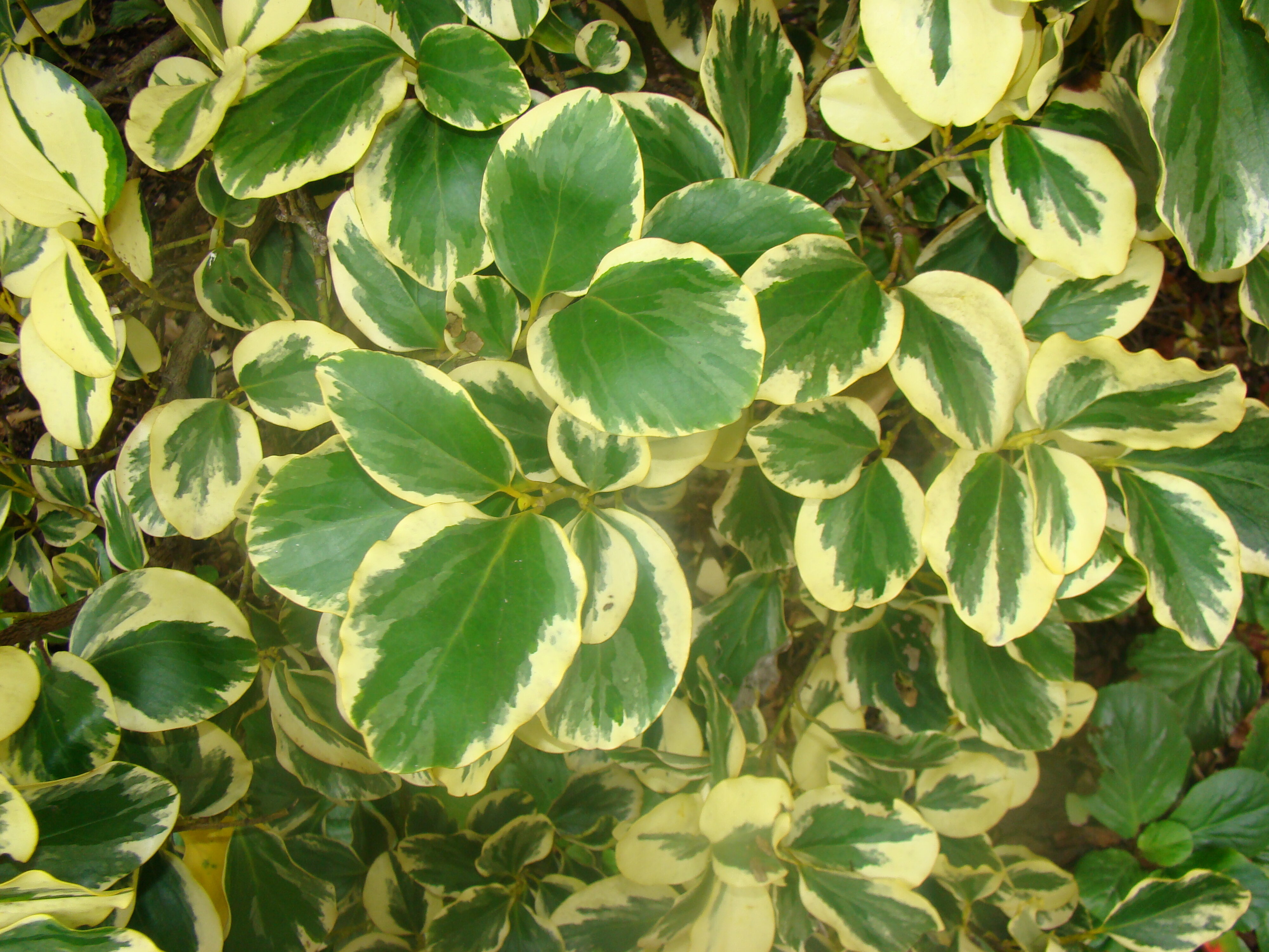 Griselinia littoralis Variegata 2