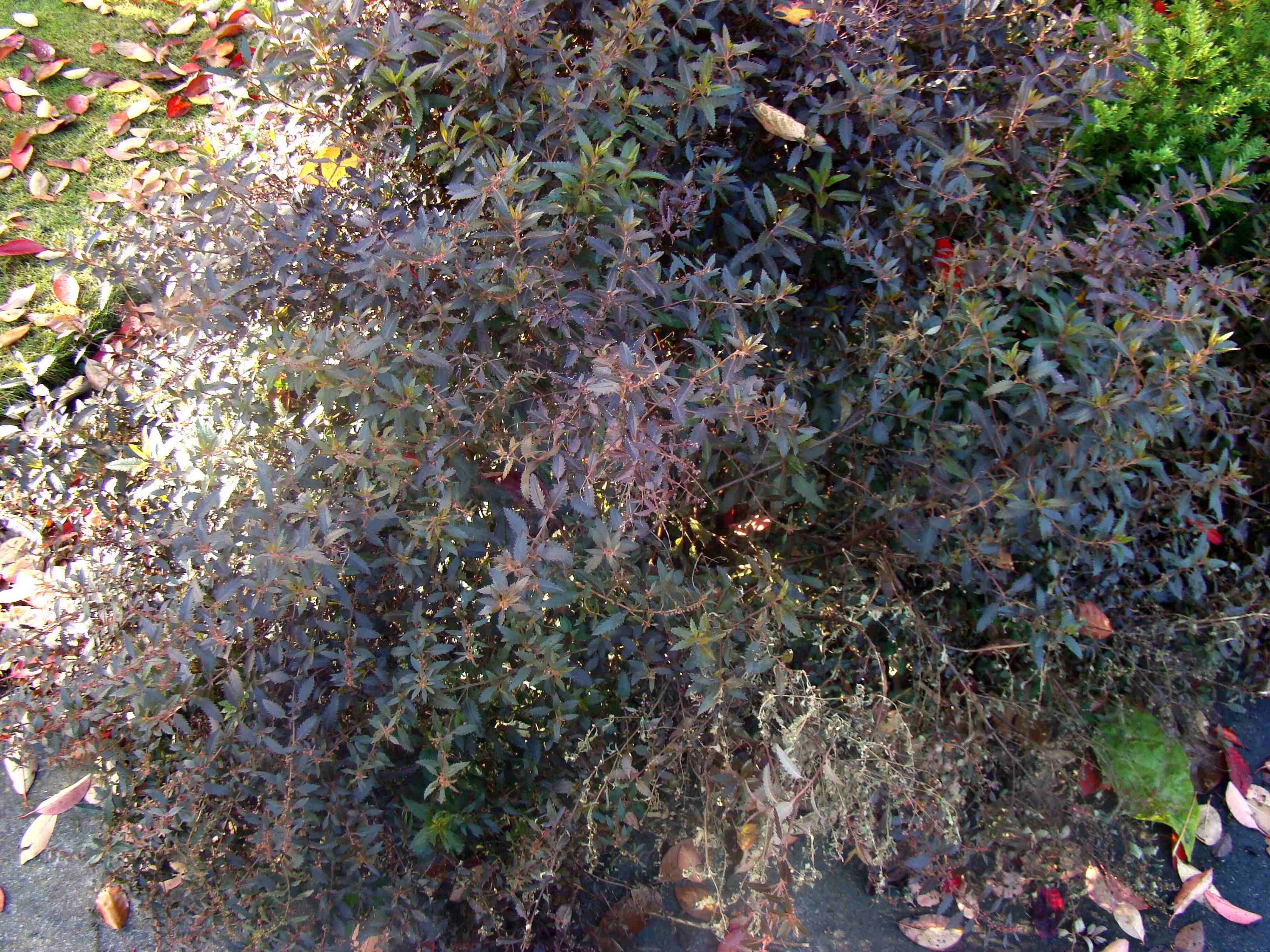 Haloragus erecta Wellington Bronze 1