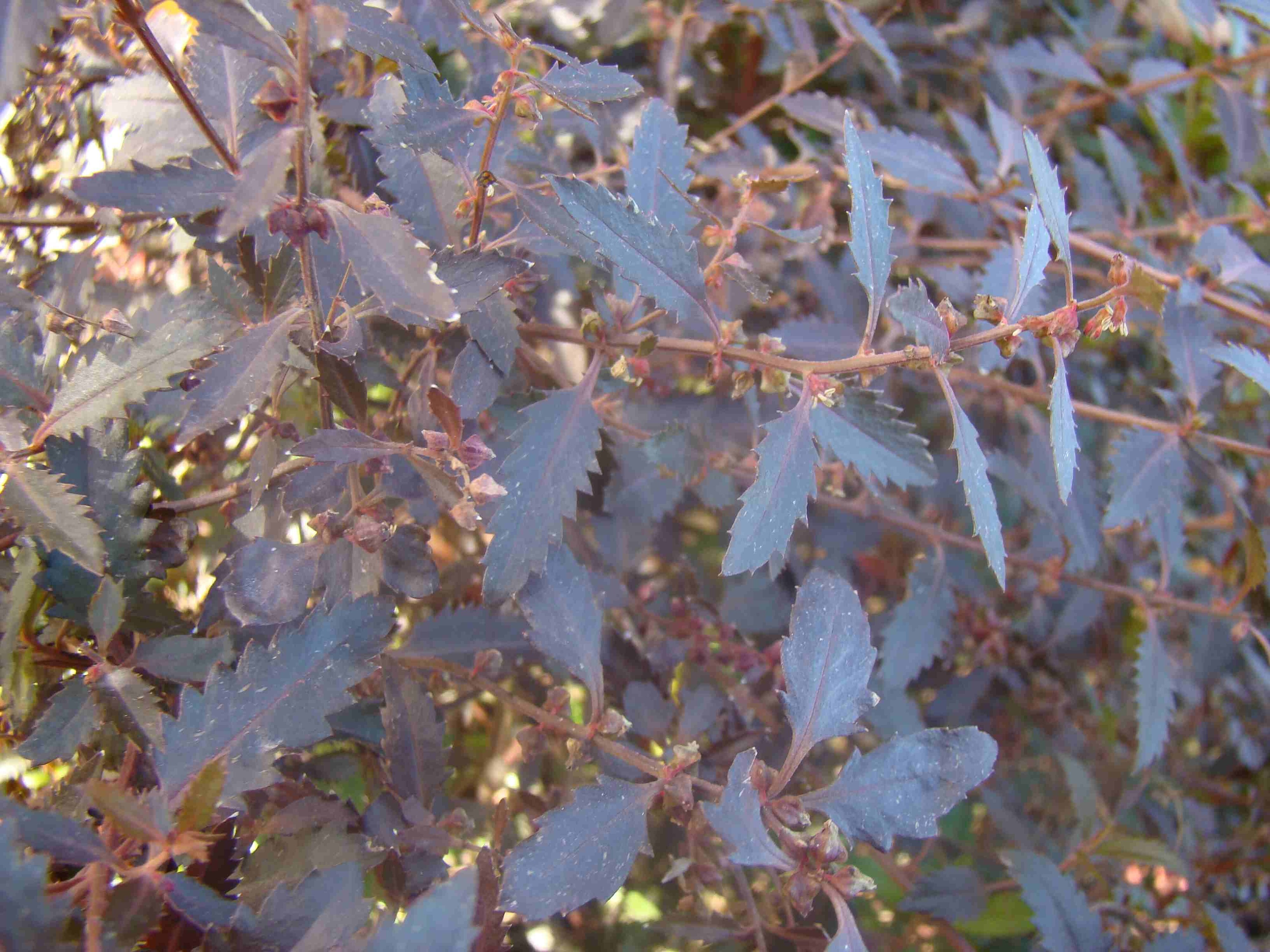 Haloragus erecta Wellington Bronze 2